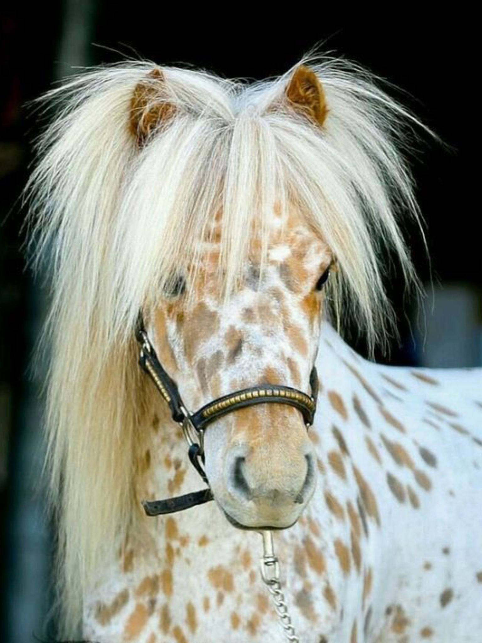 Horse hair. Аппалуза лошадь грива. Мини Аппалуза лошадь. Аппалуза с длинной гривой. Лошадиные прически.