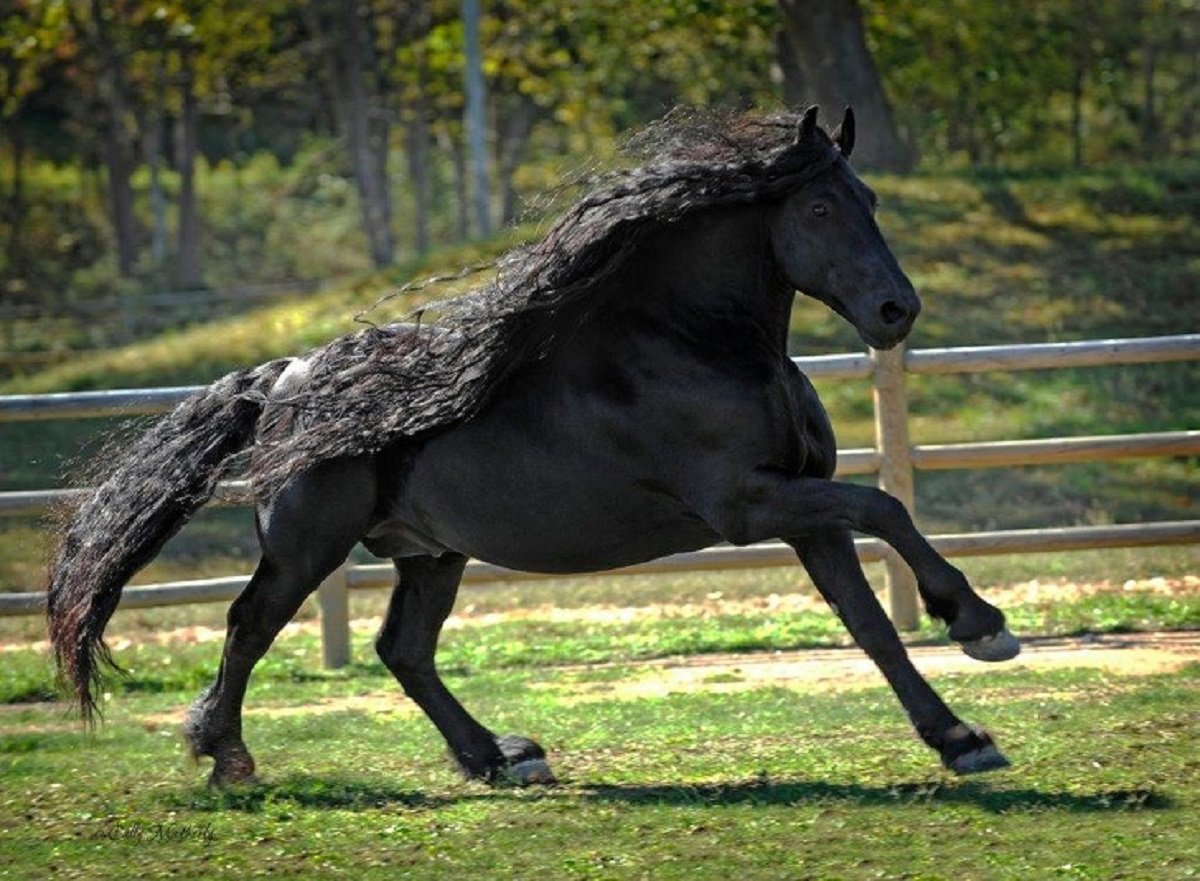 Сколько лошадей в мире. Фризская лошадь гнедая. Фредерик Великий Фризская лошадь.