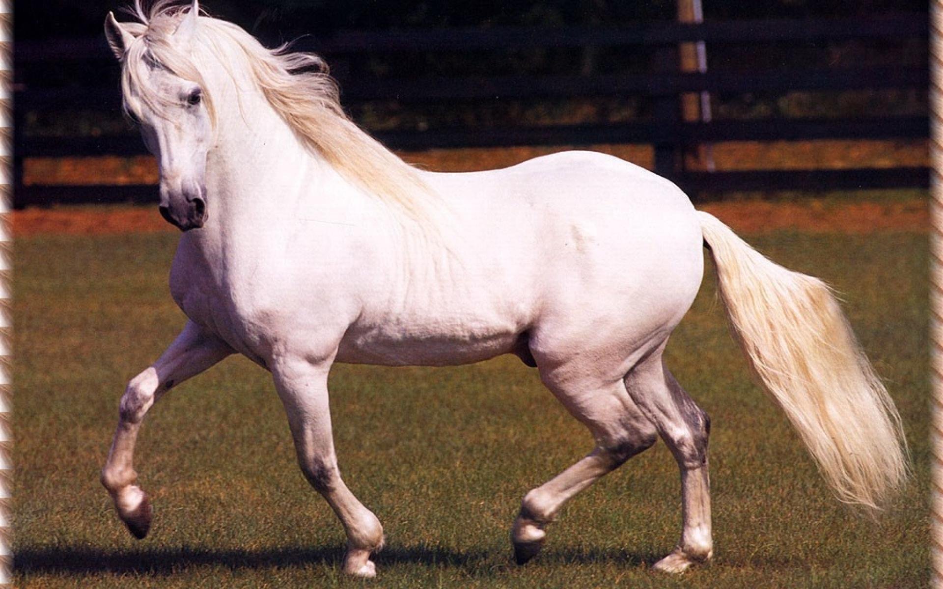 Название лошадок. Лошади породы Пасо фино. Пасо фино порода. Хесс порода лошади. Перуанский Пасо лошадь.