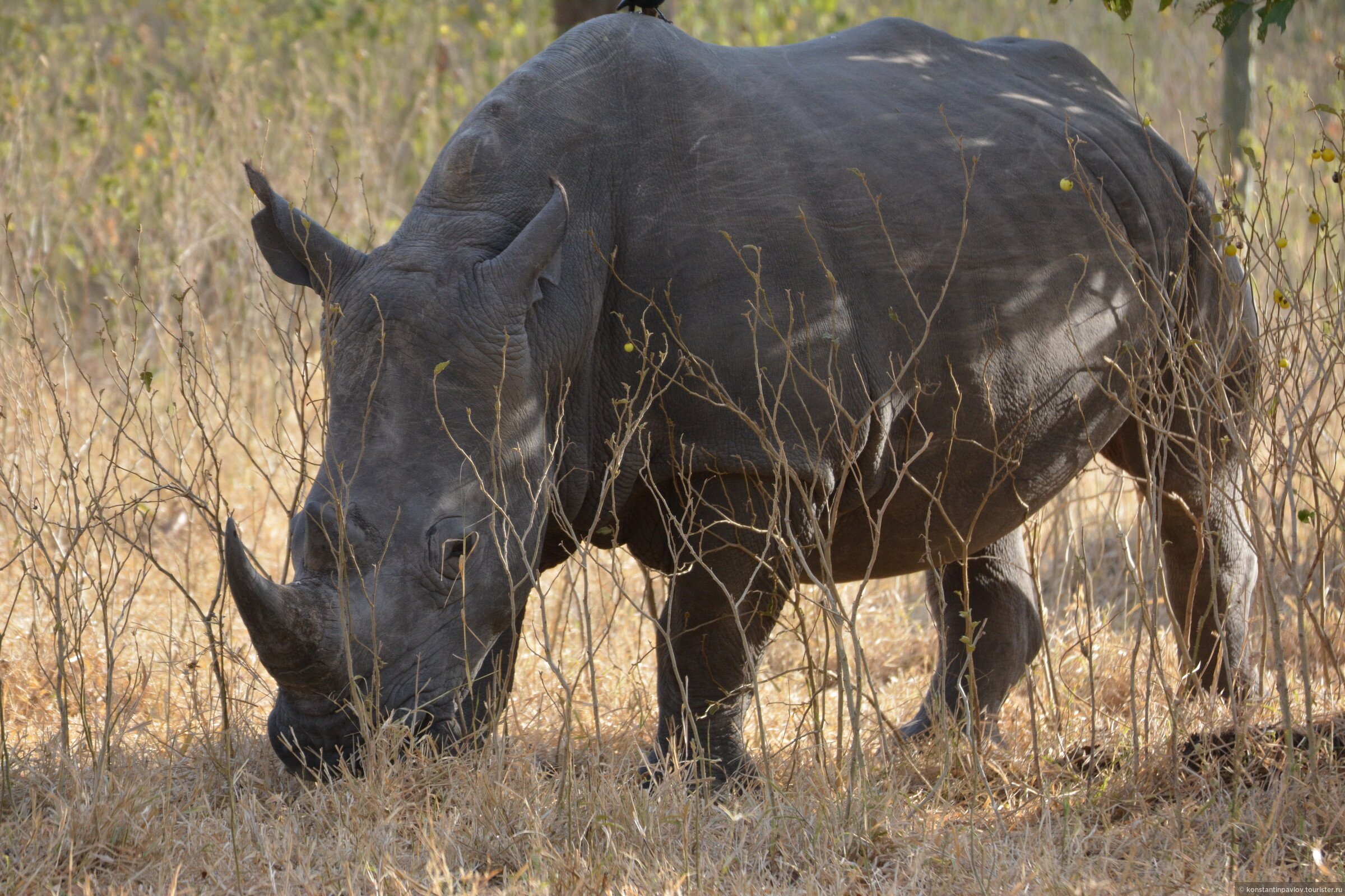 Сколько носорогов родилось в 2002 году. Африканский носорог. Слон Бегемот носорог. Слон и носорог.