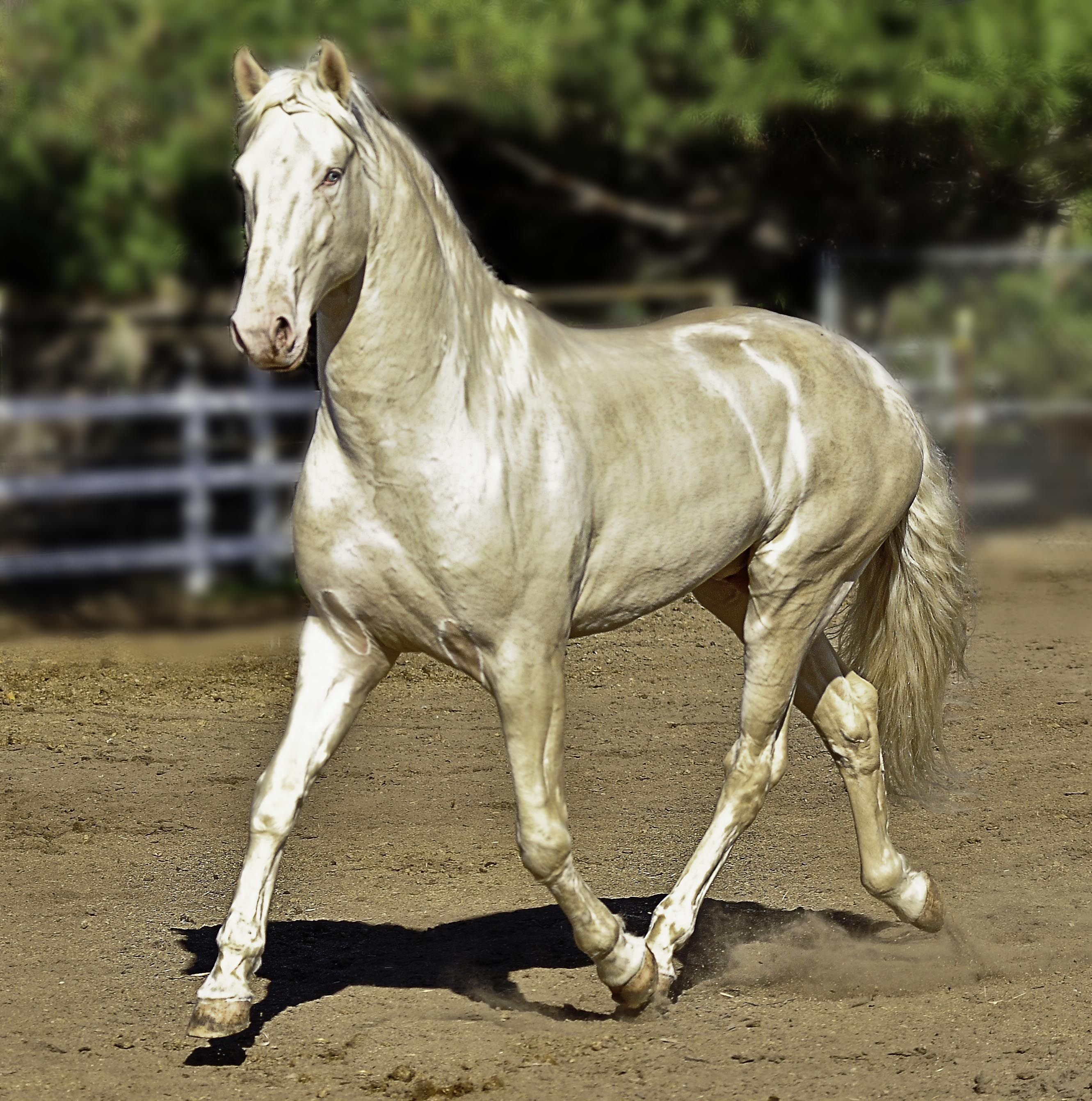 Как переводится пород. Ахалтекинская Изабелловая. Ахалтекинская лошадь Изабелловая масть. Лузитано Кремелло. Андалузская лошадь Изабелловая.