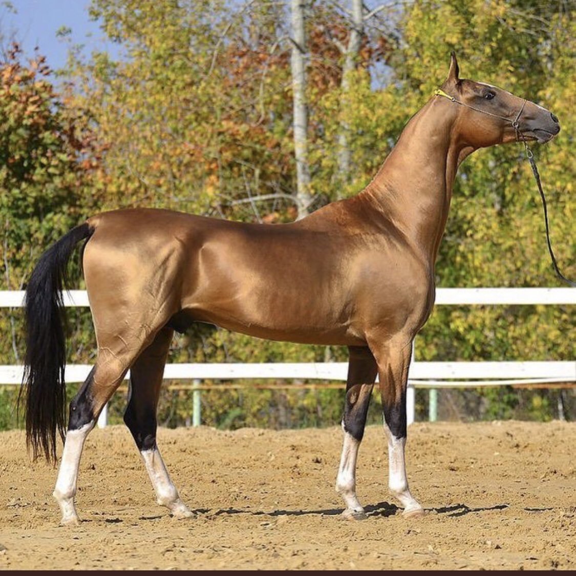 У чистокровной верховой лошади шея тонкая длинная. Порода лошади Ахалтекинская порода. Порода лошадей ахалтекинец. Порода лошадей ахалкетиниц. Ахалтекинская Изабелловая.