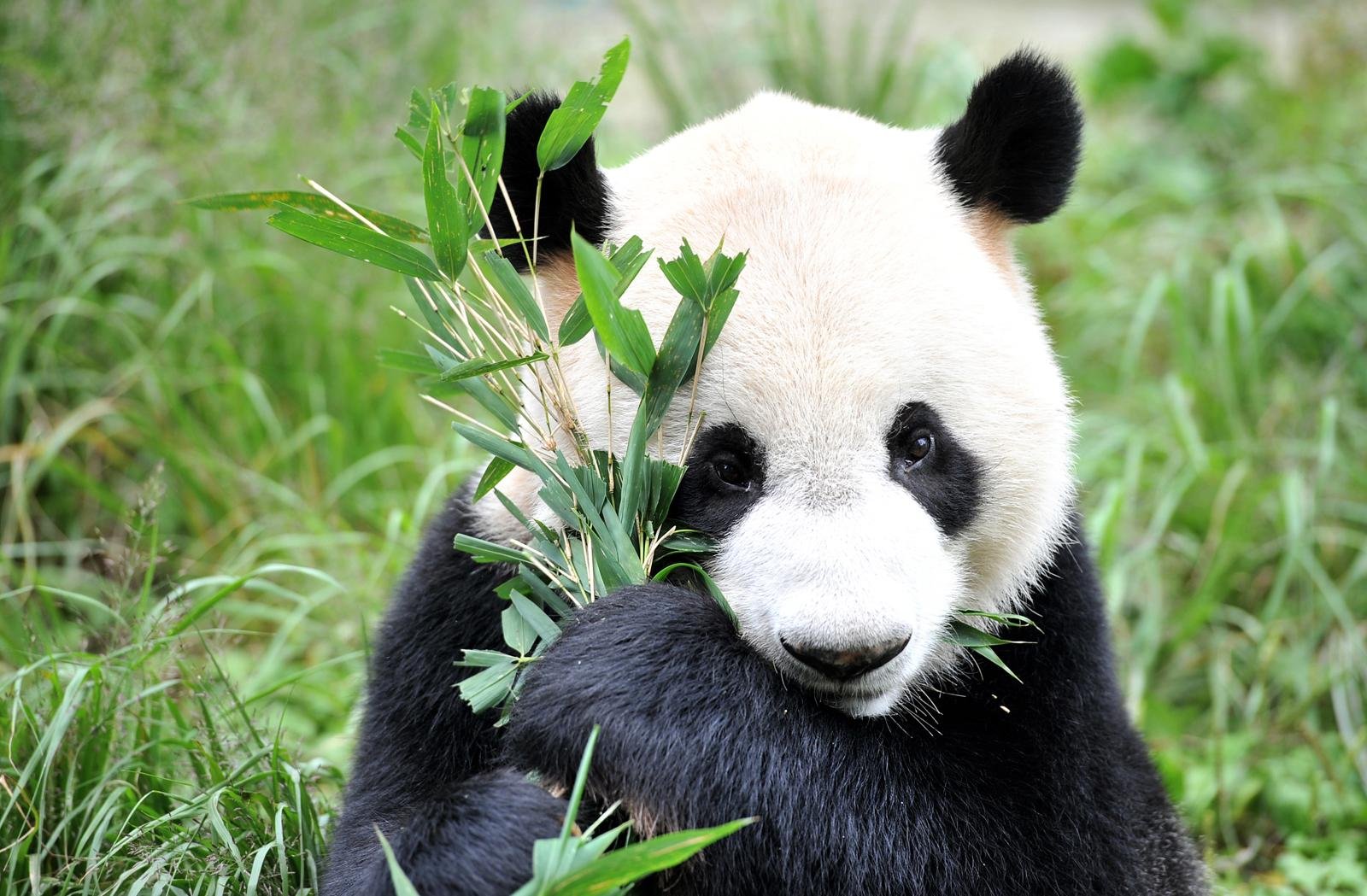 Great panda. Большая Панда в Евразии. Животные Евразии Панда. Ailuropoda melanoleuca. Млекопитающие Панда.