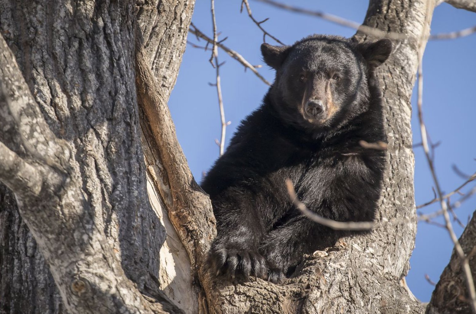 Медведь барибал умеет лазить по деревьям. Гималайский медведь в Уссурийской тайге. Гималайский медведь в Сихотэ-Алинь. Гималайский медведь дальнего Востока. Гималайский медведь в Уссурийском заповеднике.