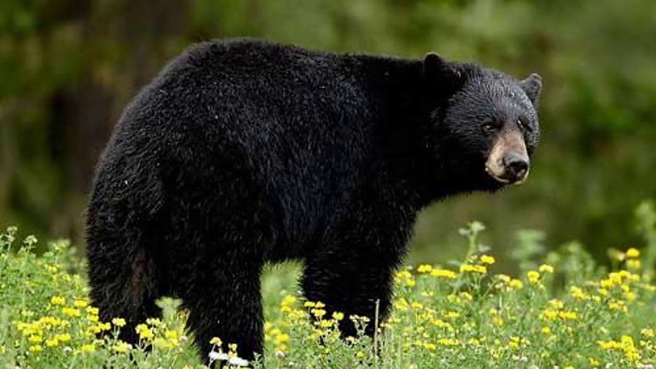 К чему снится много медведей. Барибал медведь. Барибал Медведица с медвежатами. Бурый медведь окрас шерсти. Черный медведь.