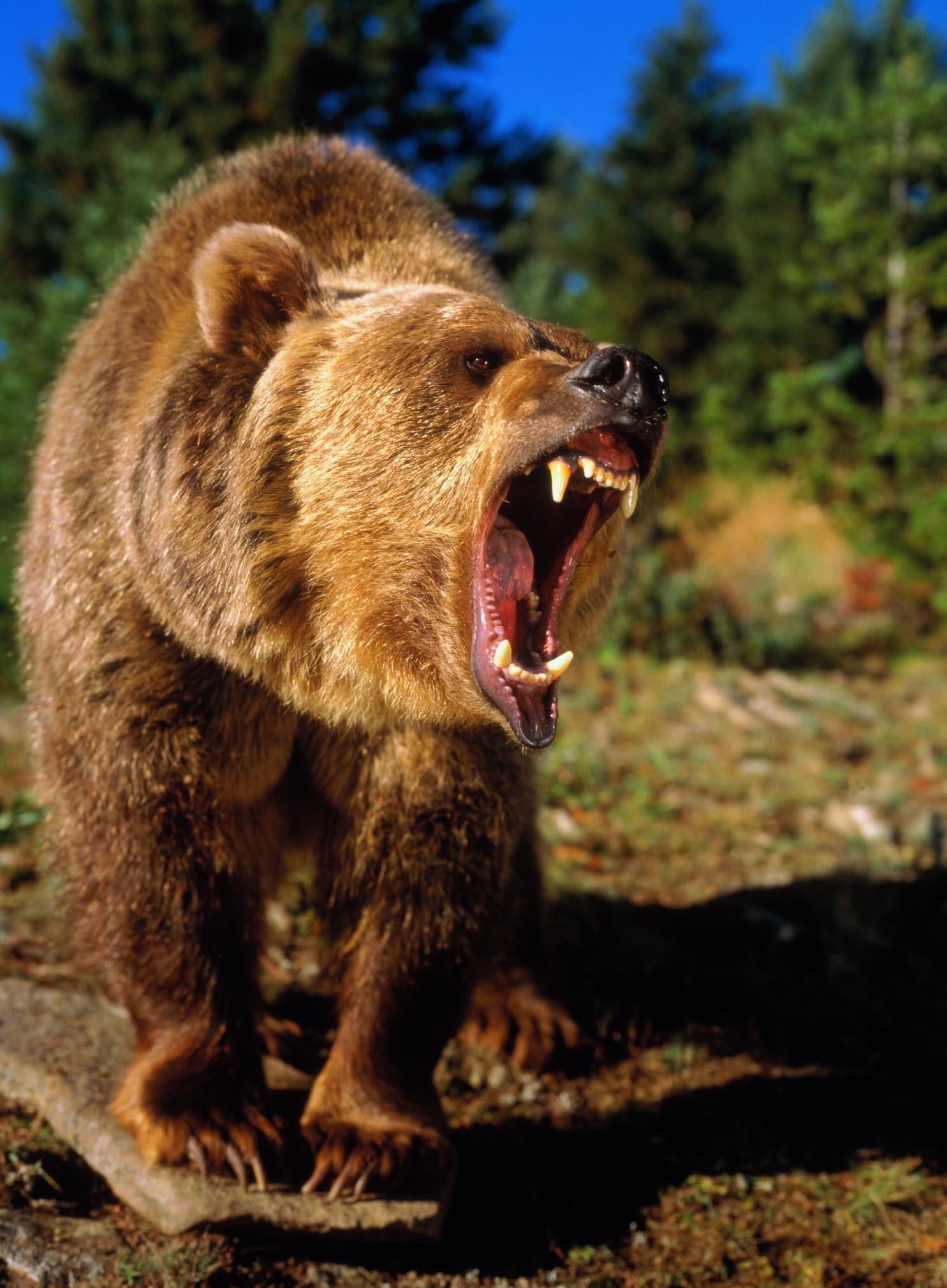 Какие медведи хищники. Грозный медведь Гризли. Медведь Гризли злой. Гризли Grizzly, Гризли, медведь.. Гризли североамериканский бурый медведь.