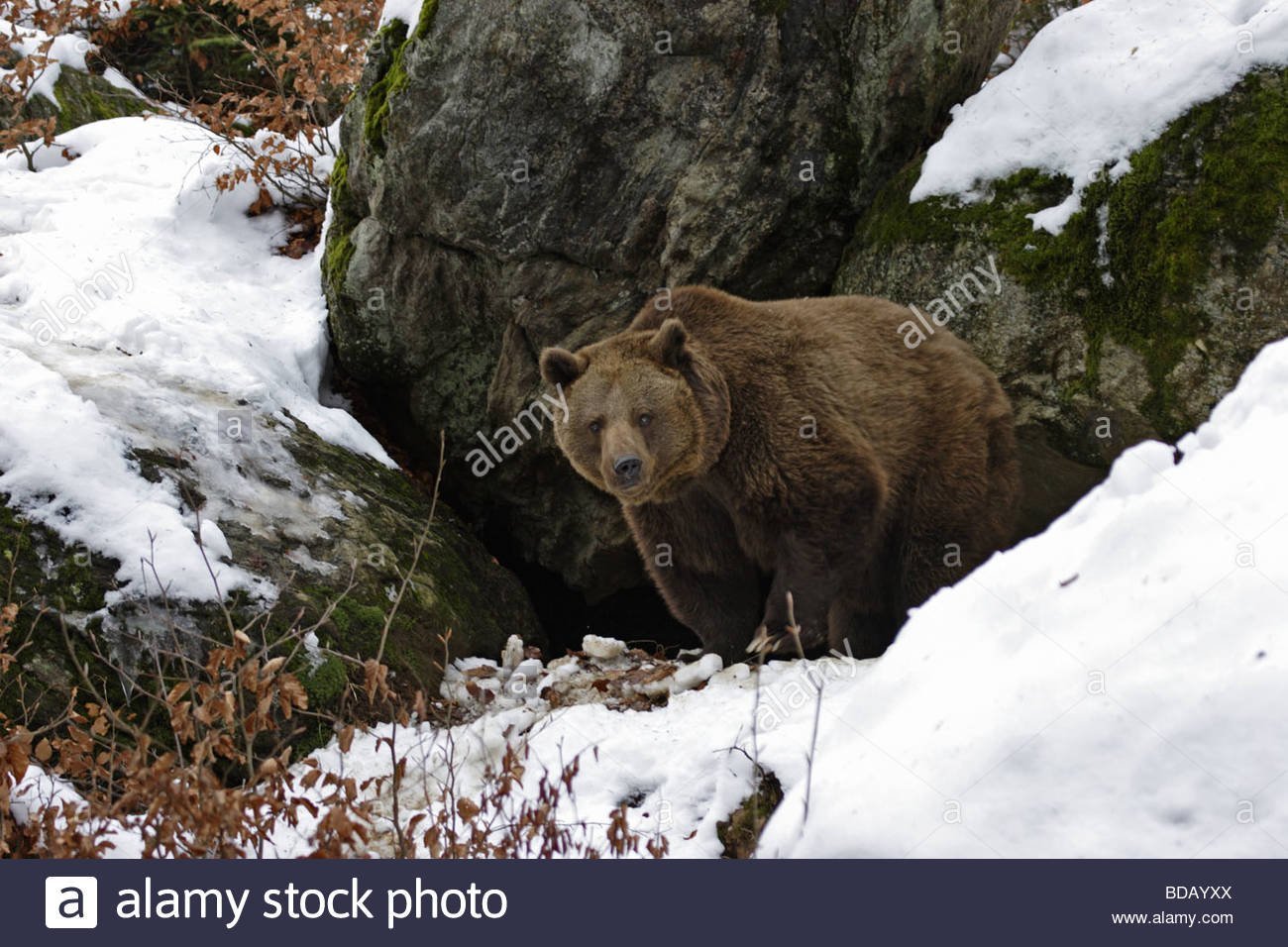 Зимняя спячка является явлением живой природы. Бурый медведь в берлоге. Бурый медведь в спячке. Бурый медведь после спячки. Медведь зимой.