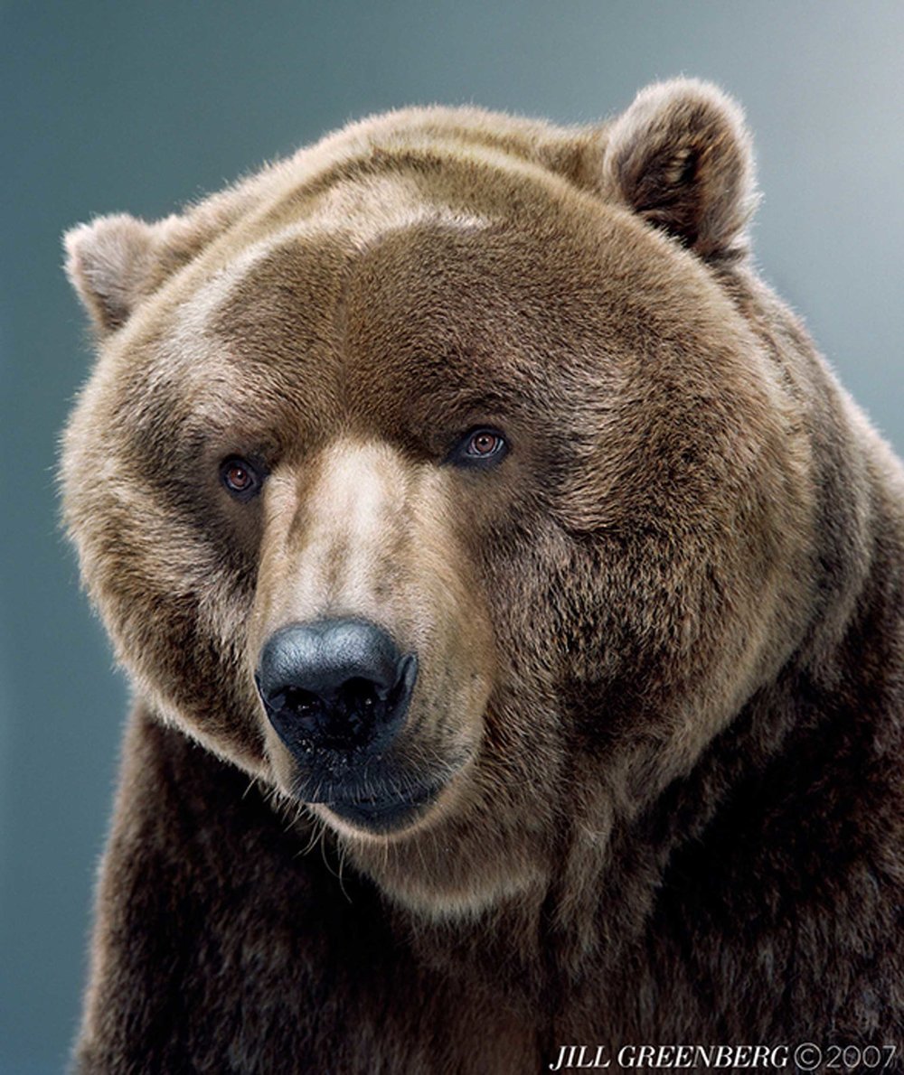 Медведь крупное млекопитающее. Бурый медведь. Медведь Гризли. Сибирский бурый медведь. Голова бурого медведя.
