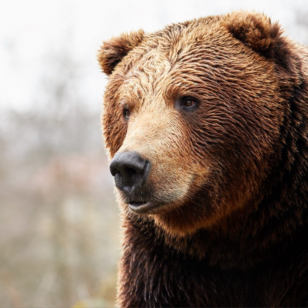 Бурый медведь голова. Бурый медведь. Медведь Гризли. Морда медведя. Бурый медведь морда.