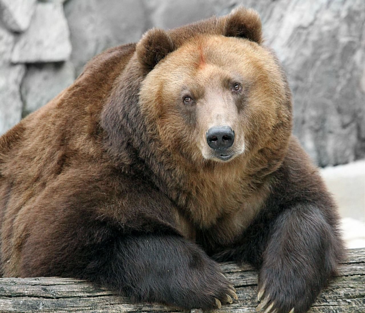 Окрас медведей. Гризли североамериканский бурый медведь. Бурый медведь Кадьяк. Калифорнийский бурый медведь. Тянь-шаньский бурый медведь.