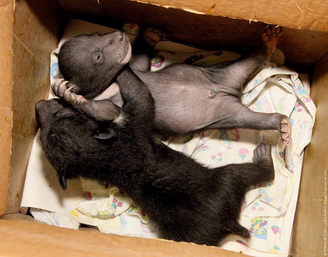 Когда родились животные. Новорожденные медвежата. Новорожденный бурый Медвежонок. Только что родившийся Медвежонок. Фото новорожденных медвежат.