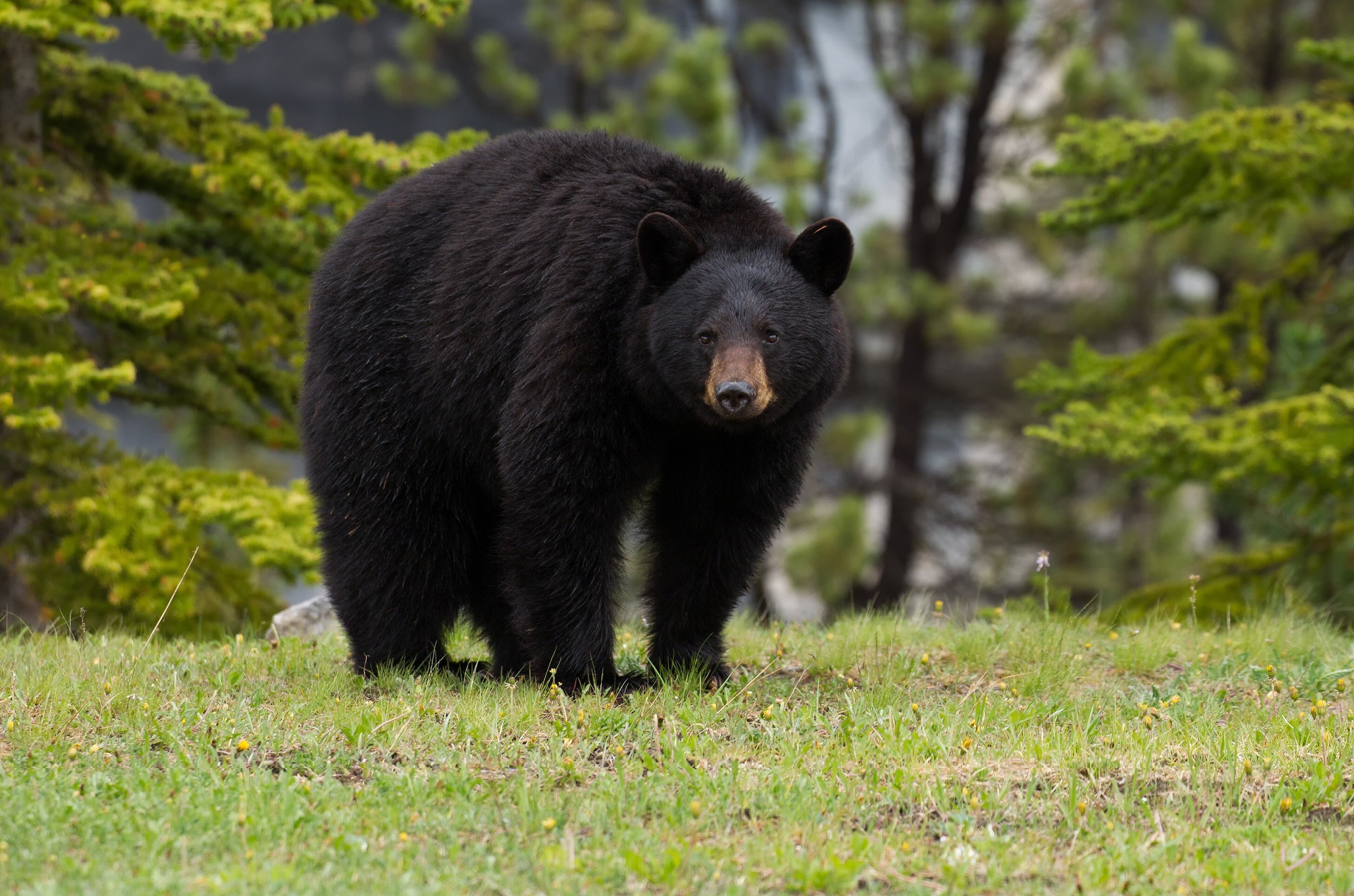 Медведь барибал умеет лазить по деревьям. Северная Америка медведь Гризли. Барибал Северной Америки. Гризли североамериканский бурый медведь. Американский медведь Барибал.