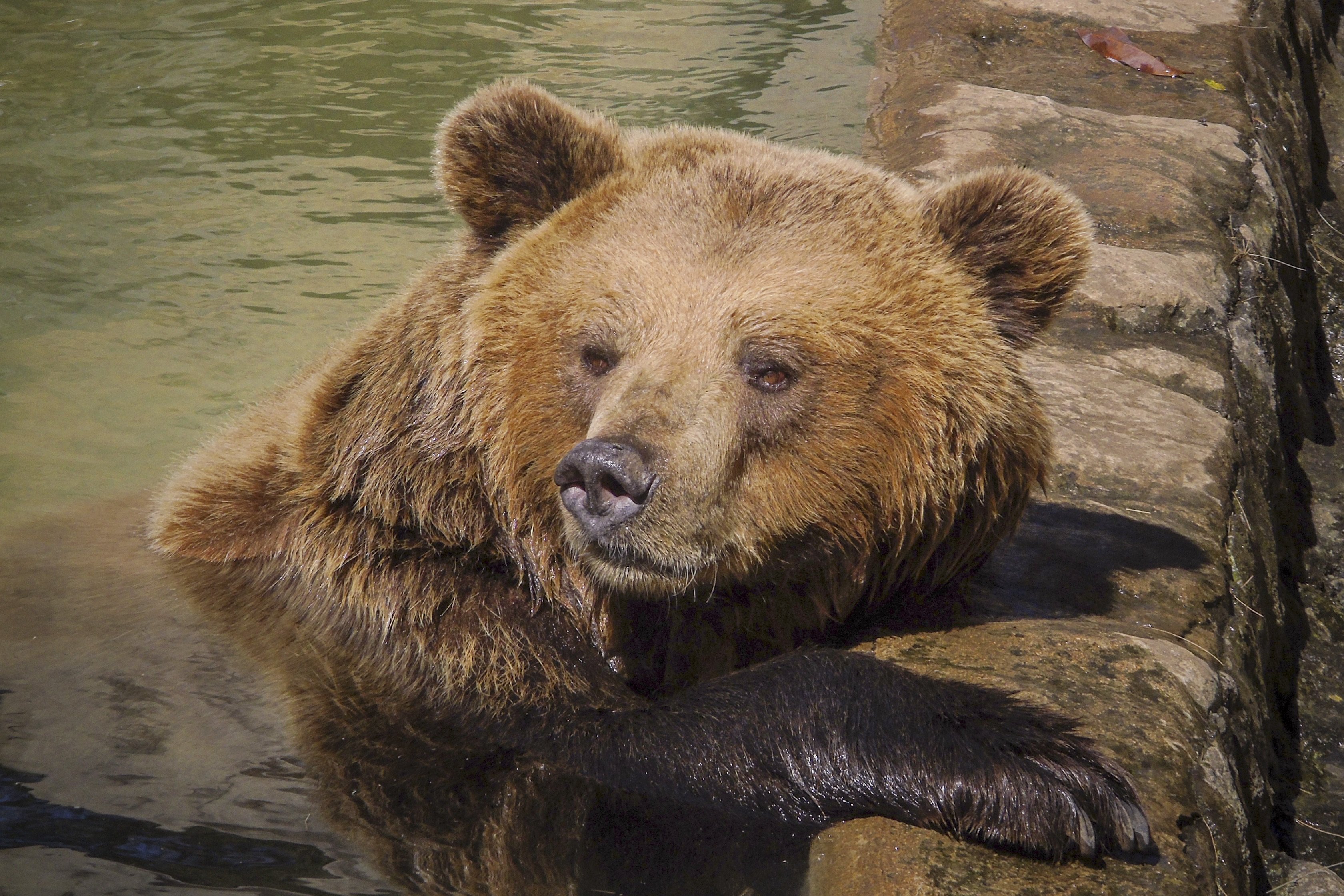 Медведь крупное млекопитающее. Кадьяк медведь Википедия. Бурые медведи в дикой природе. Уссурийский бурый медведь. Кадьяк в зоопарке.