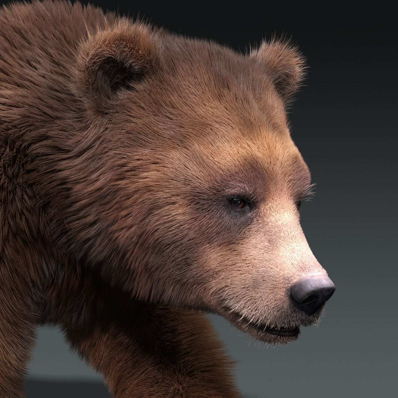 Бурый медведь голова. Бурый медведь 3д модель. Морда медведя. Бурый медведь морда. Медведь 3d.