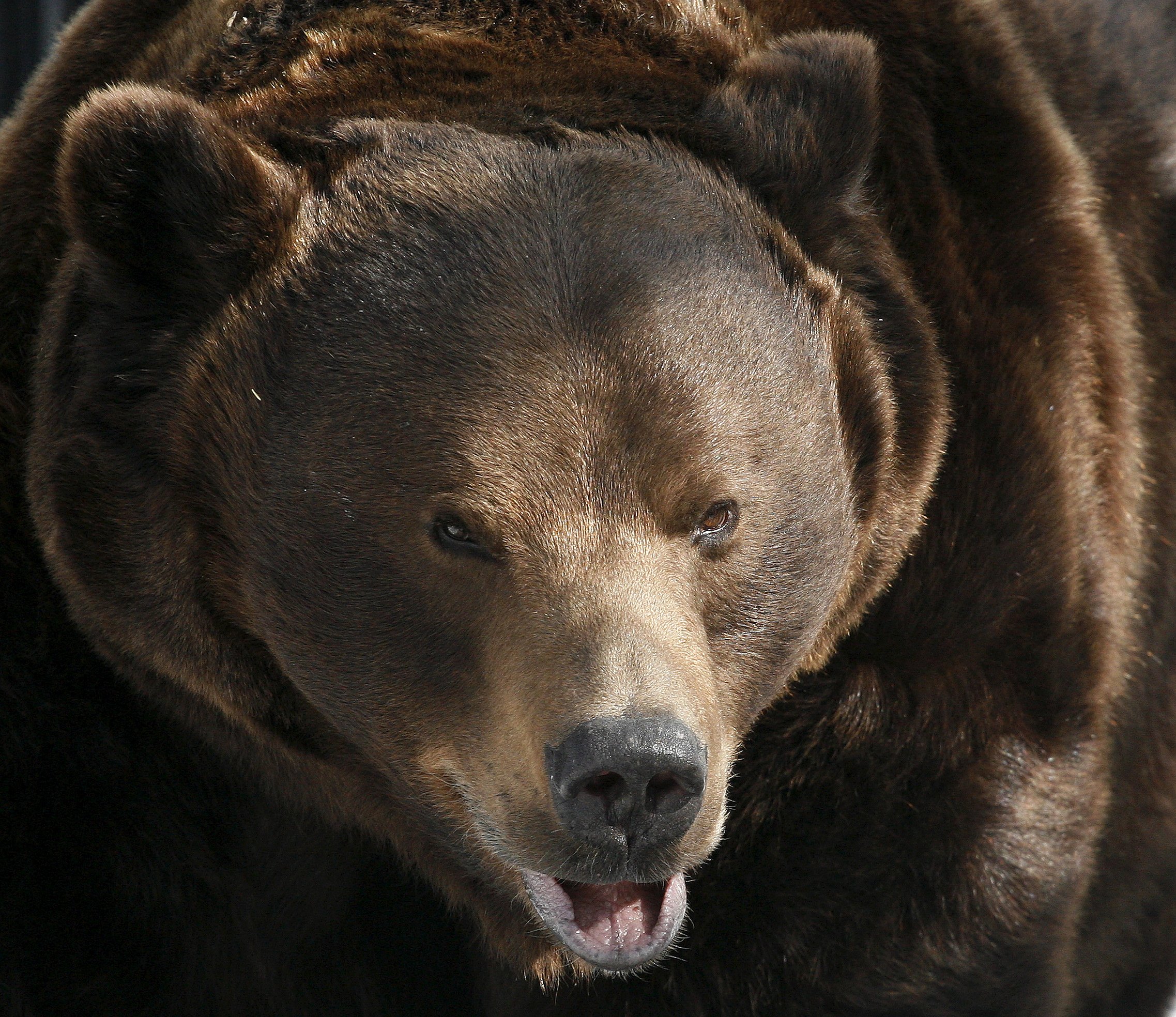 Какой нос у медведя. Медведь. Нос медведя.