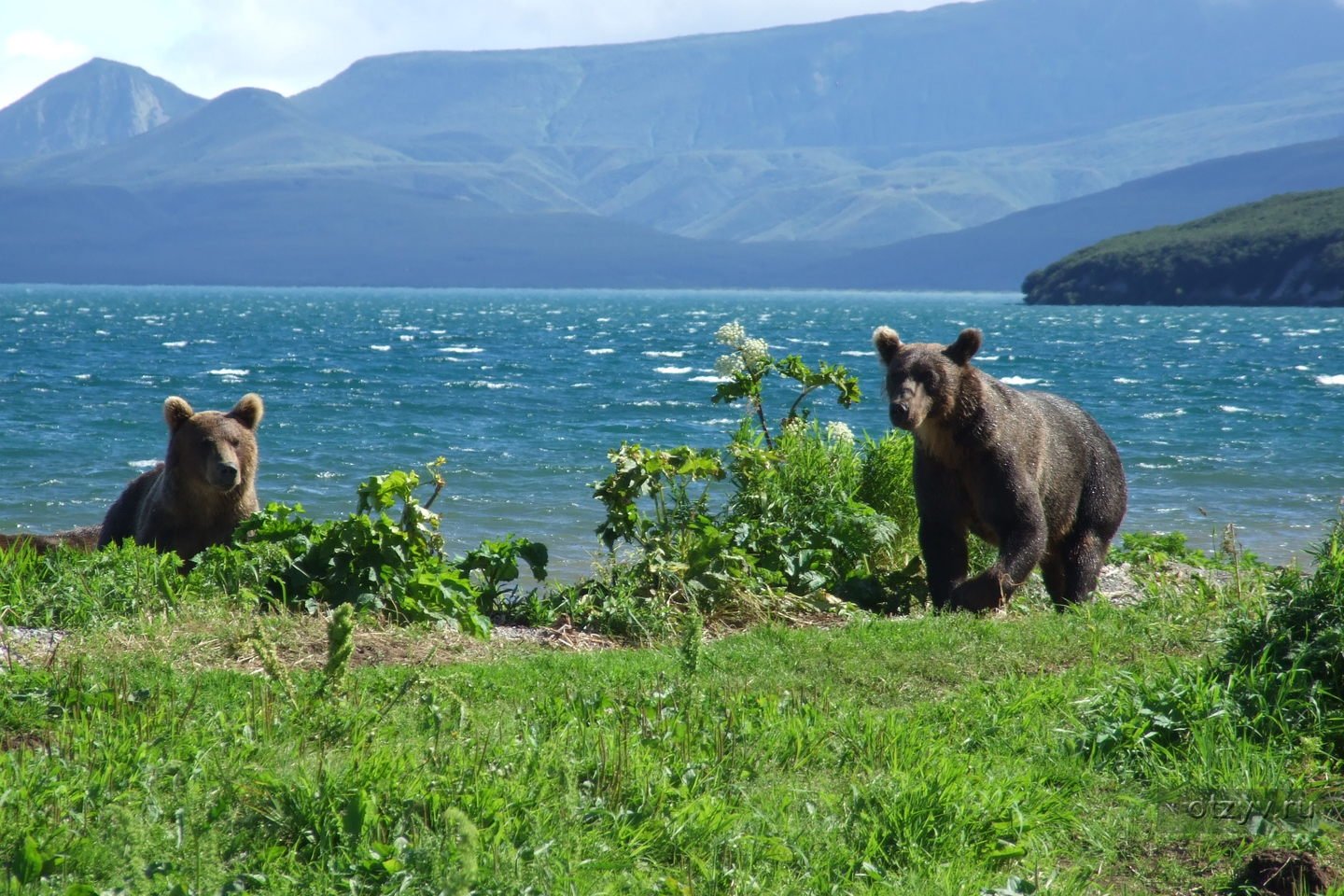 План камчатский бурый медведь. Курильское озеро Камчатка. Камчатский бурый медведь. Байкало-Ленский заповедник медведь. Байкало-Ленский заповедник бурый медведь.