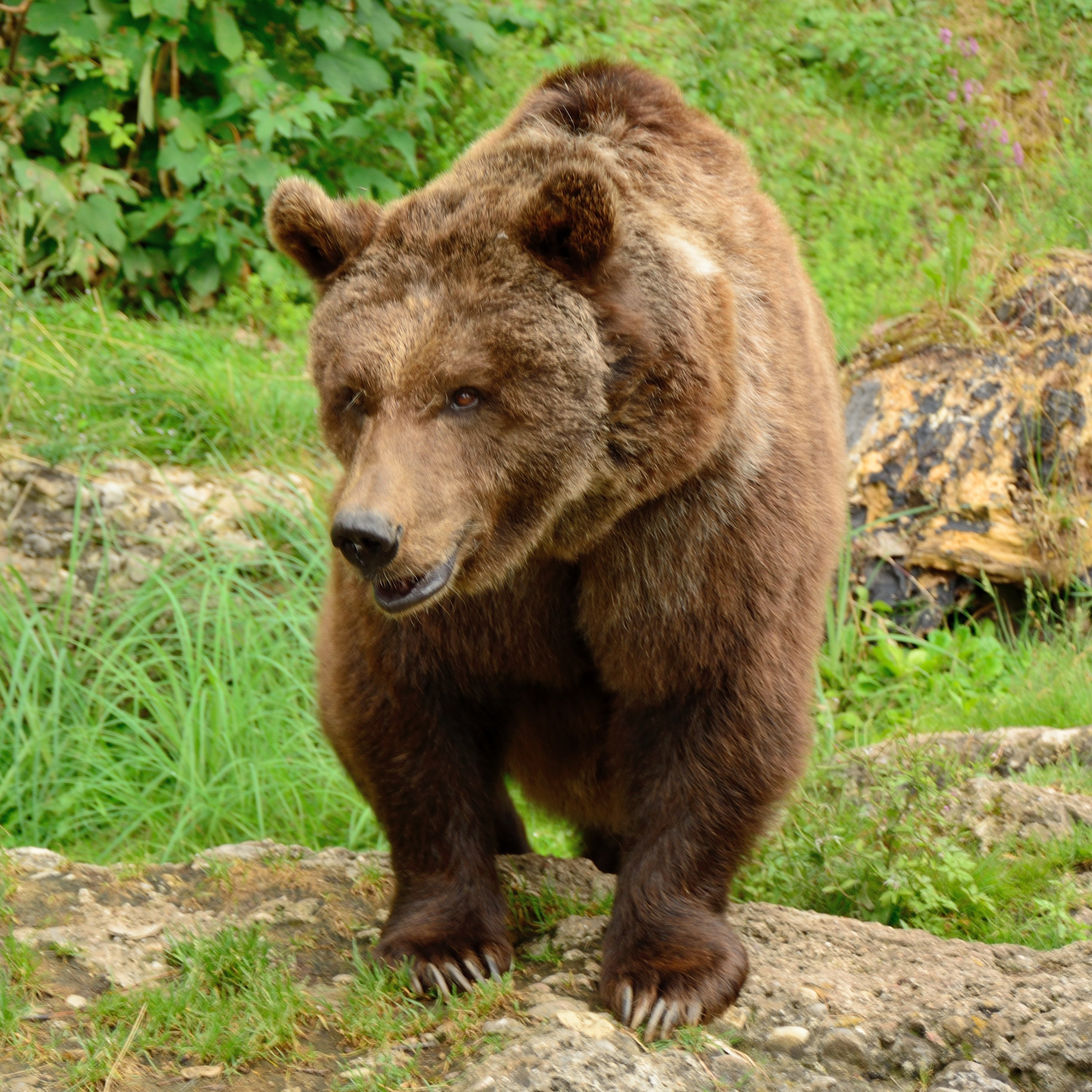 Медведь крупное млекопитающее