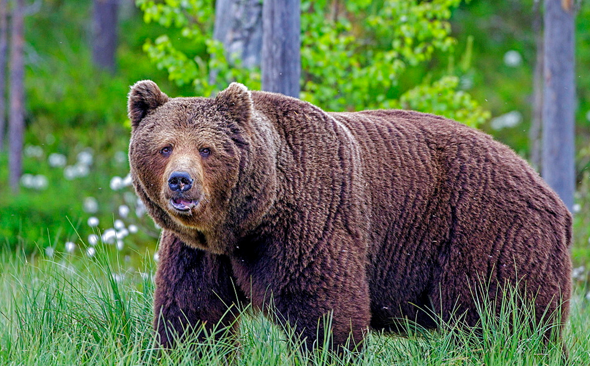 Бурый медведь порядок. Бурый медведь (Ursus arctos). Тянь-шаньский бурый медведь. Сибирский бурый медведь. Гризли североамериканский бурый медведь.
