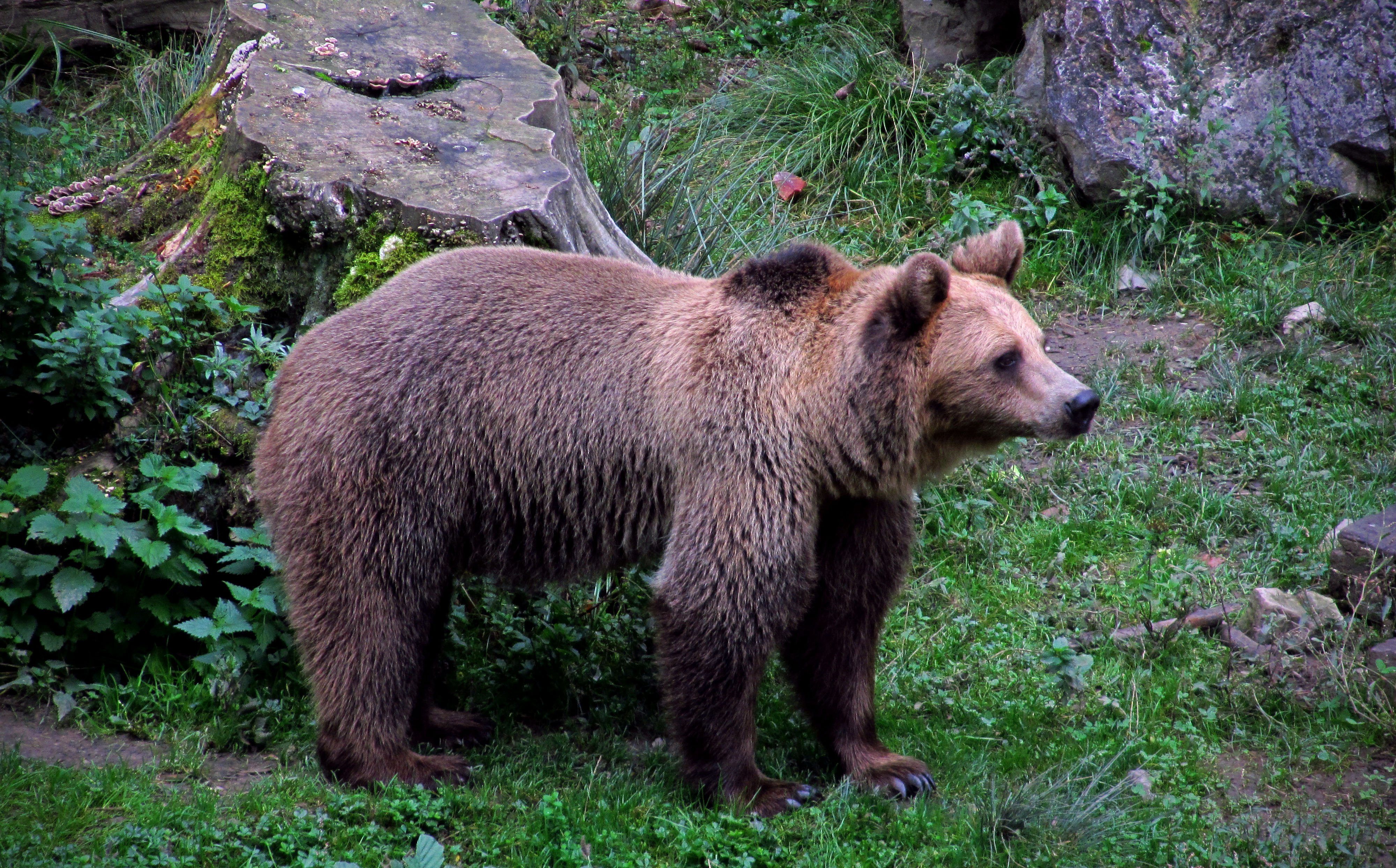 лысый медведь фото