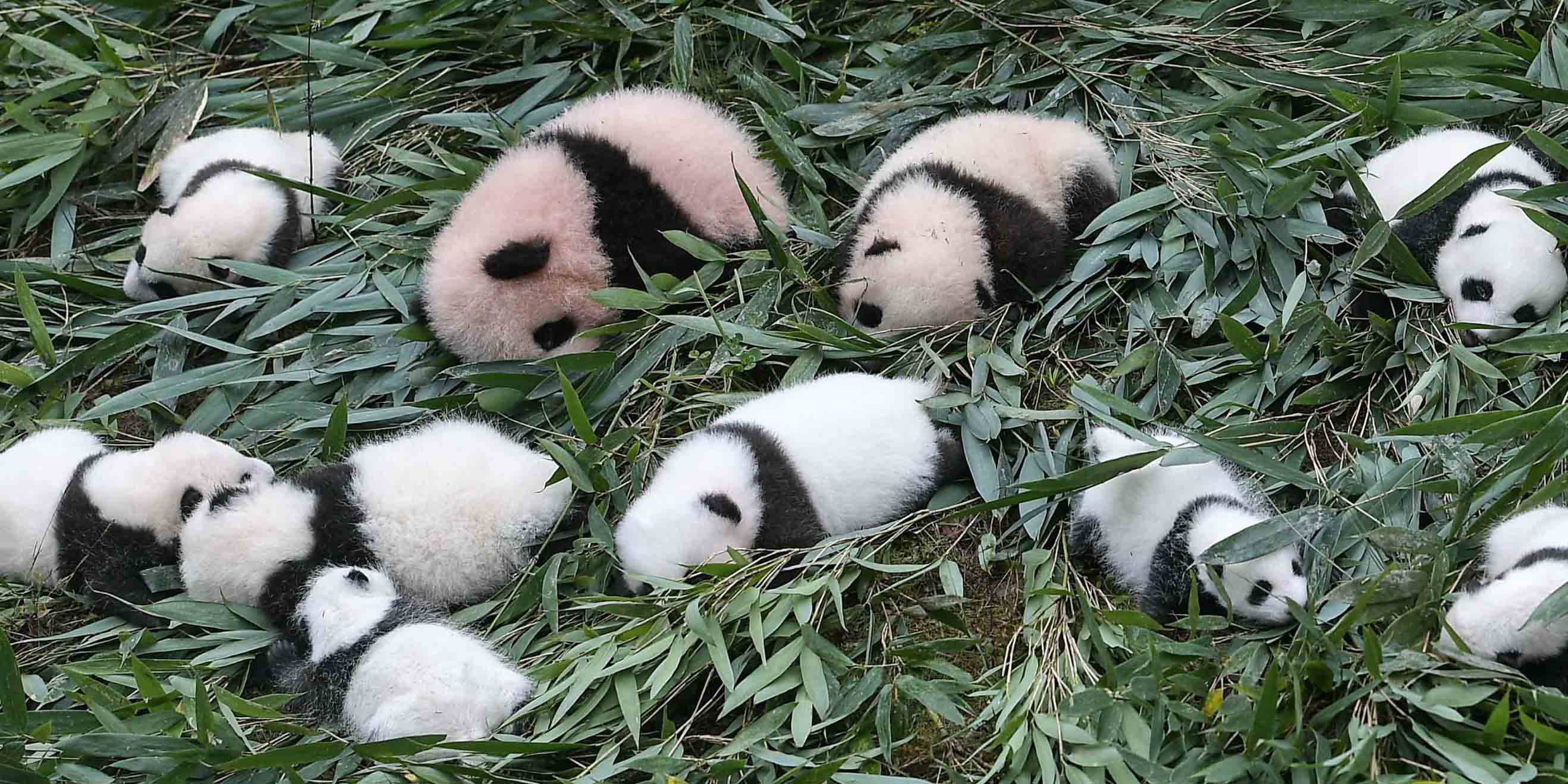Панда сколько детенышей. Китай Chengdu панды. Новорожденные панды. Большая Панда. Рождение панды.