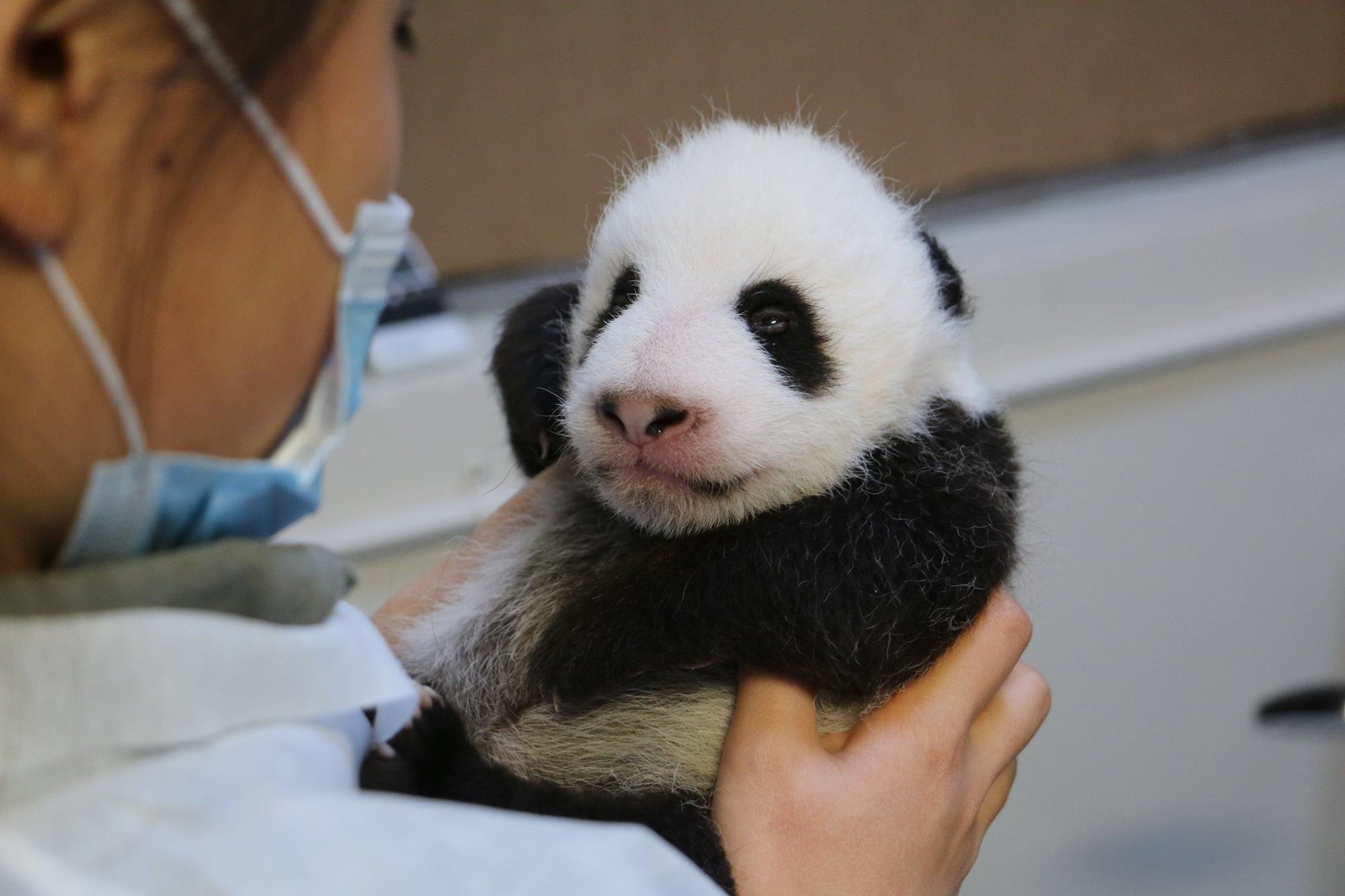 Панда сколько детенышей. Детёныш панды новорожденный. Новорожденный Медвежонок панды. Большая Панда новорожденный. Детёныш панды новорожденный фото.