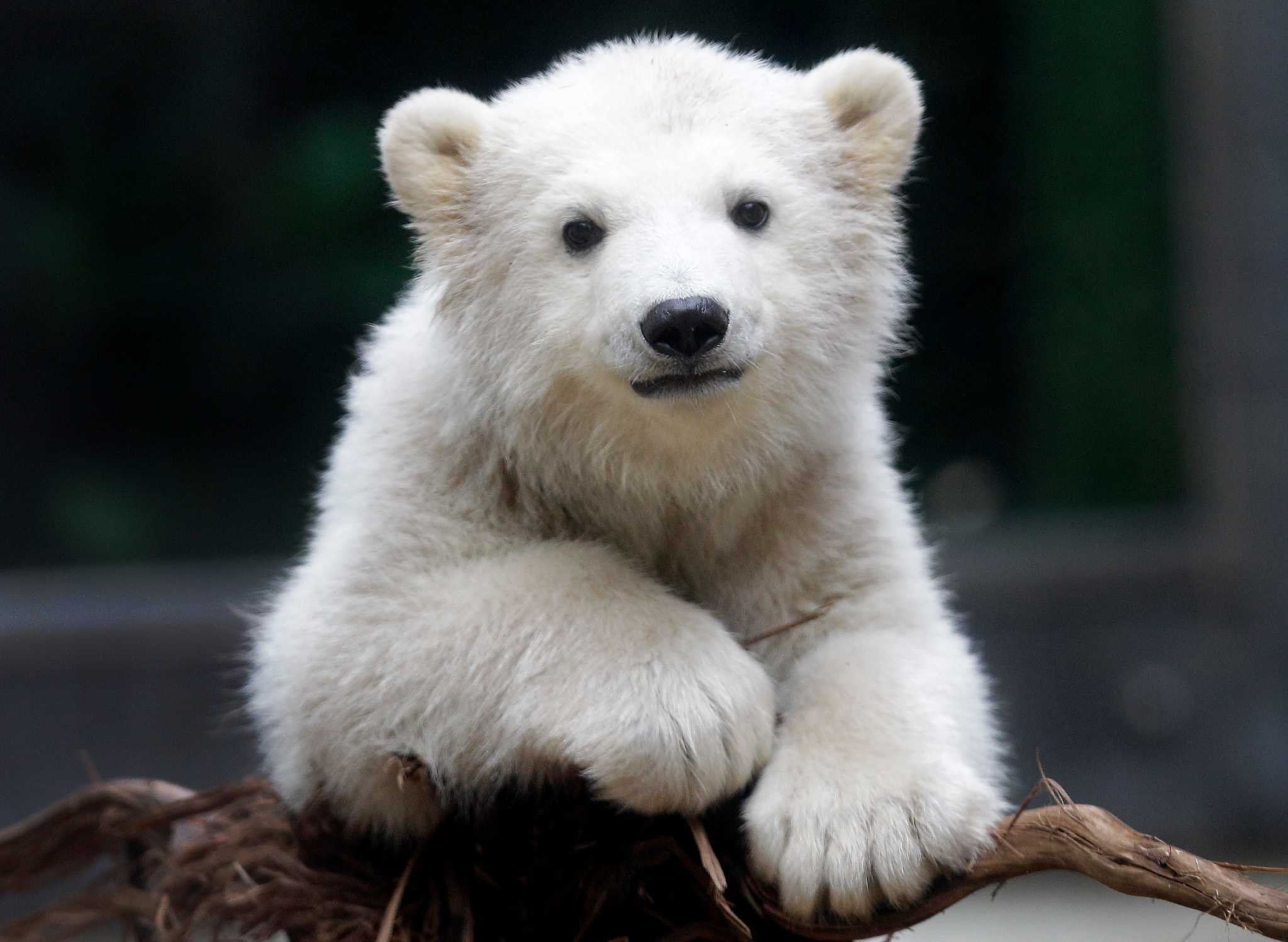 Какого цвета мишка. Белый Медведвежонок. Милый медведь. Милые медвежата. Маленький красивый Медвежонок.