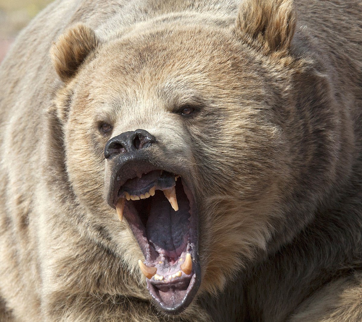 Разъярил медведя. Медведь Гризли оскал. Гризли оскал. Злой медведь. Медведь рычит.