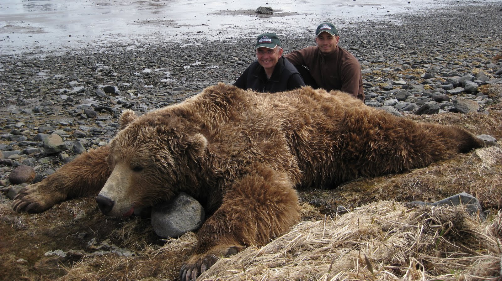 Скорость сибирского медведя. Медведь Кадьяк самый большой в мире. Самый большой в мире медведь Гризли. Самый крупный бурый медведь в мире. Самый большой медведь Кадьяк 1200 кг.