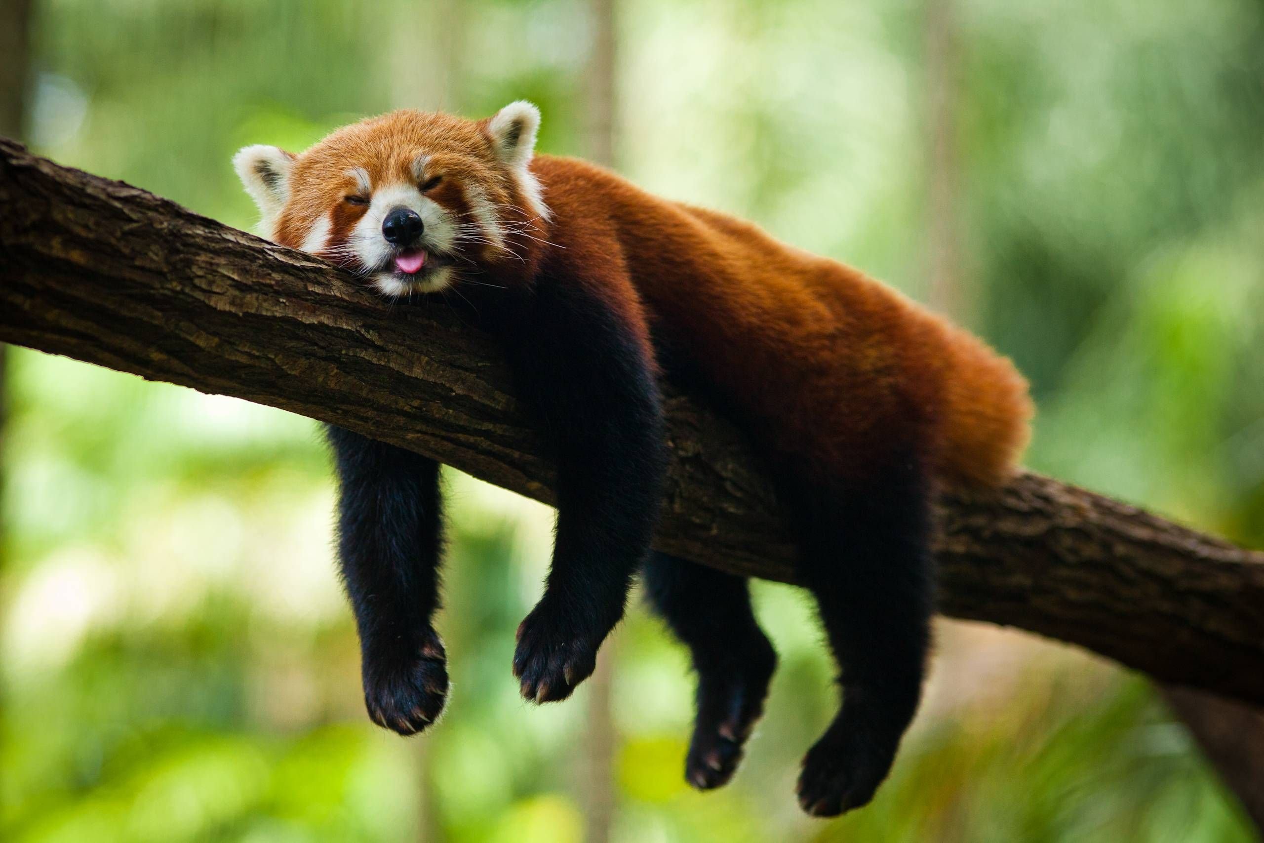 Малая панда чем питается. Малая Панда Стайана. Красная енотовидная Панда. Малая (красная, рыжая, енотовидная) Панда. Карликовая красная Панда.