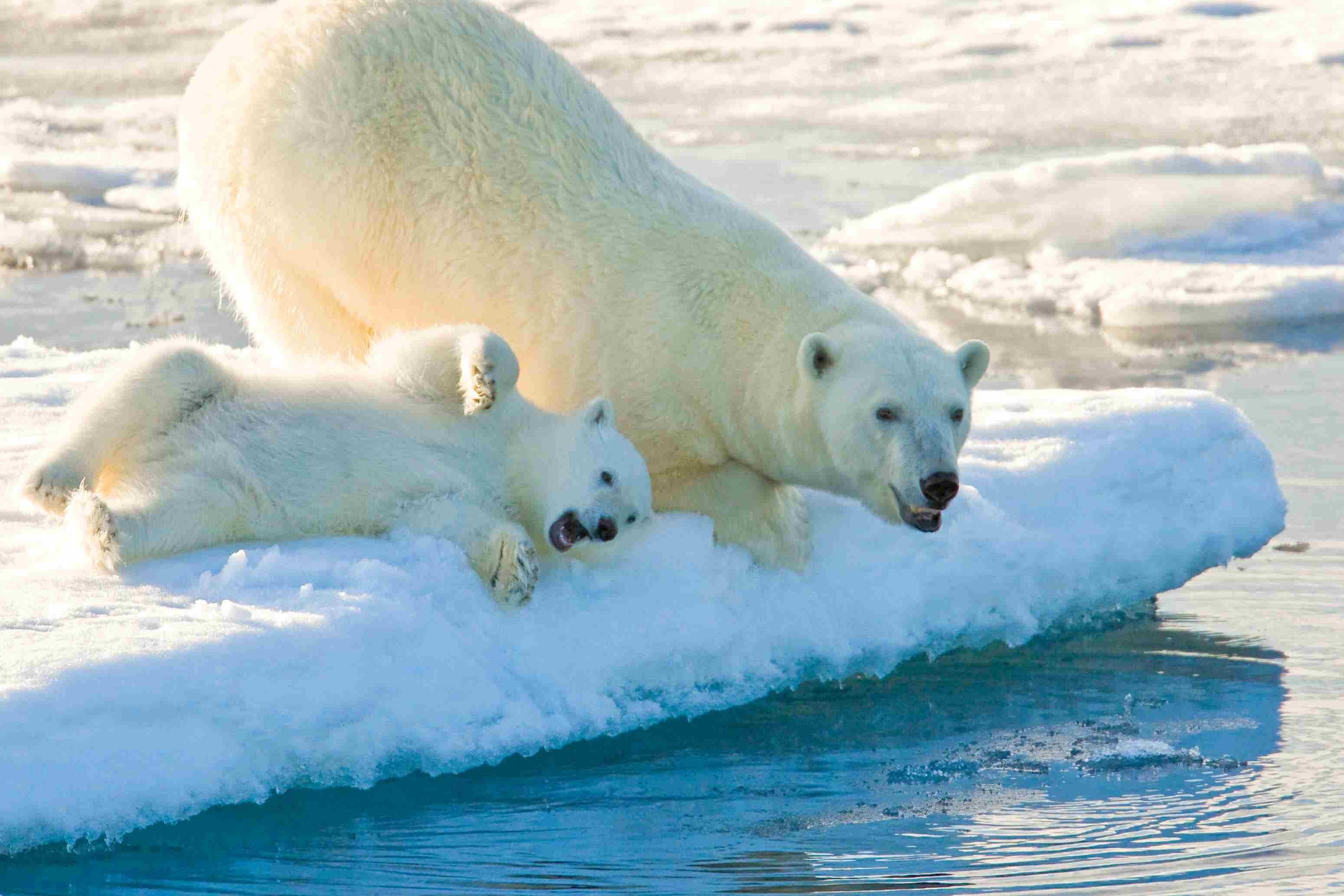 Медведи живут на севере. Белый медведь (Карско-Баренцевоморская популяция). Полярный медведь National Geographic. Северный Ледовитый океан белый медведь. Белый медведь (Лаптевская популяция).