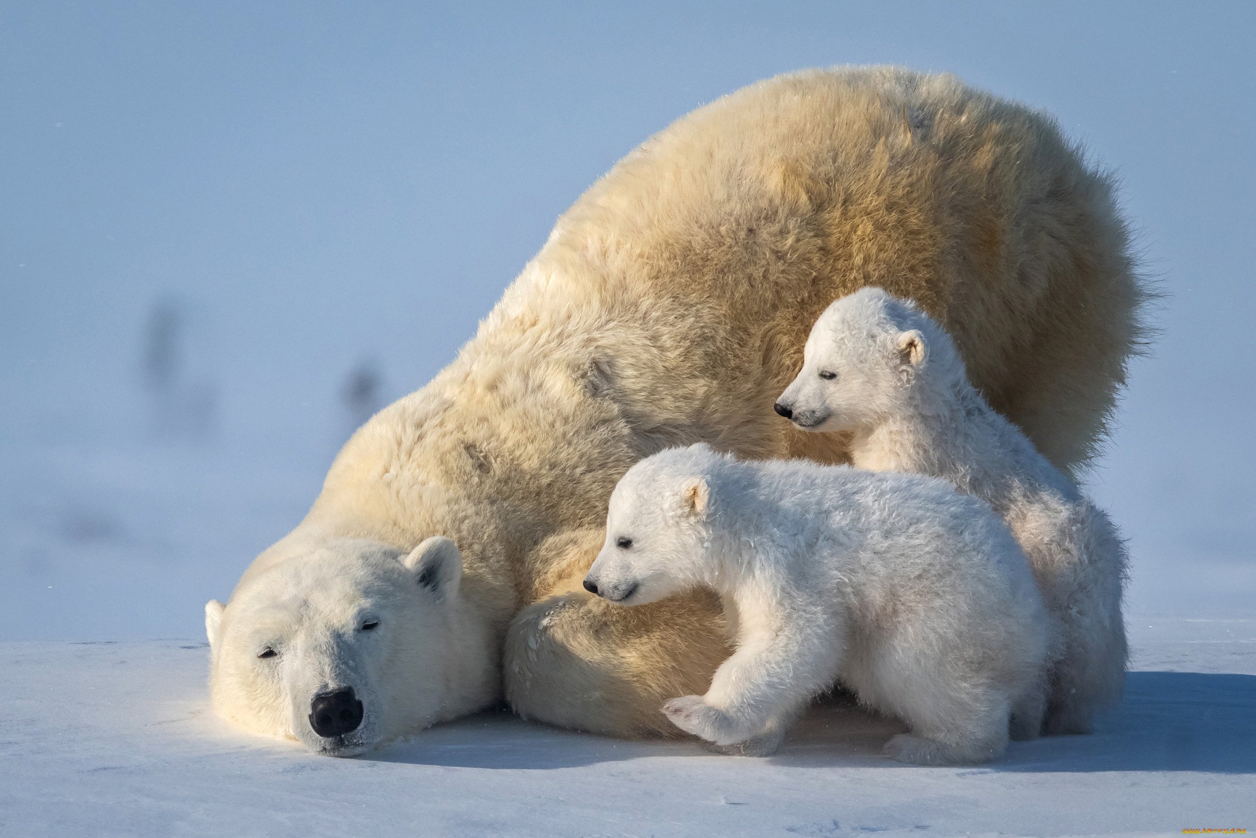 Арктика жизнь белого медведя. Белый медведь (Карско-Баренцевоморская популяция). Белый медведь (Лаптевская популяция). Белый медведь Ursus maritimus. Полар Беар.