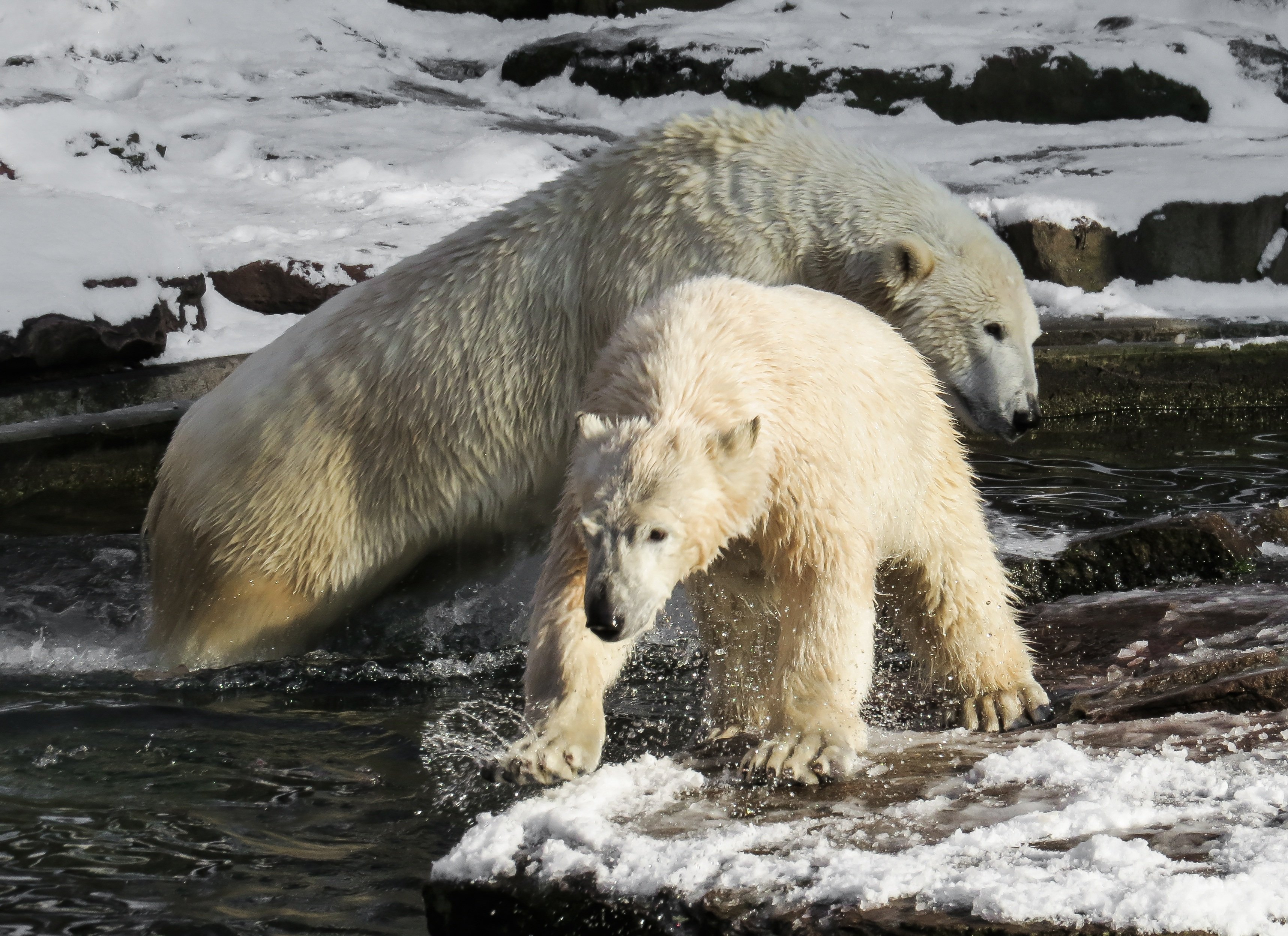 Дикая природа белого медведя. Животные Арктики. Полярный медведь. Хищники Арктики. Арктика природа и животные.