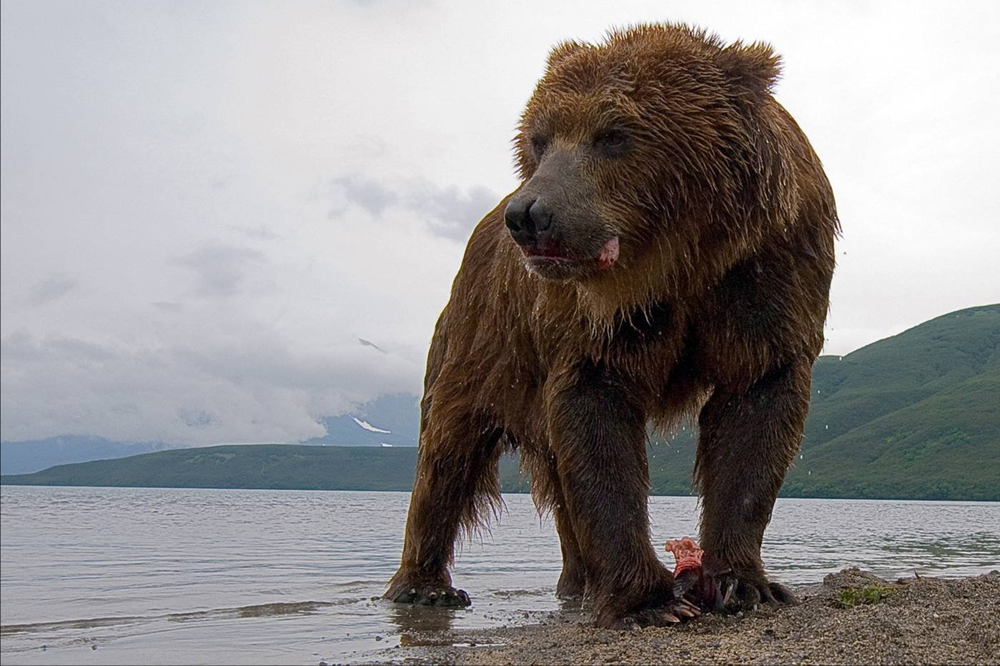 Какой медведь сильнее. Бурый медведь Кадьяк. Кадьяк (медведь). Самый большой медведь Гризли. Остров Кадьяк бурый медведь.