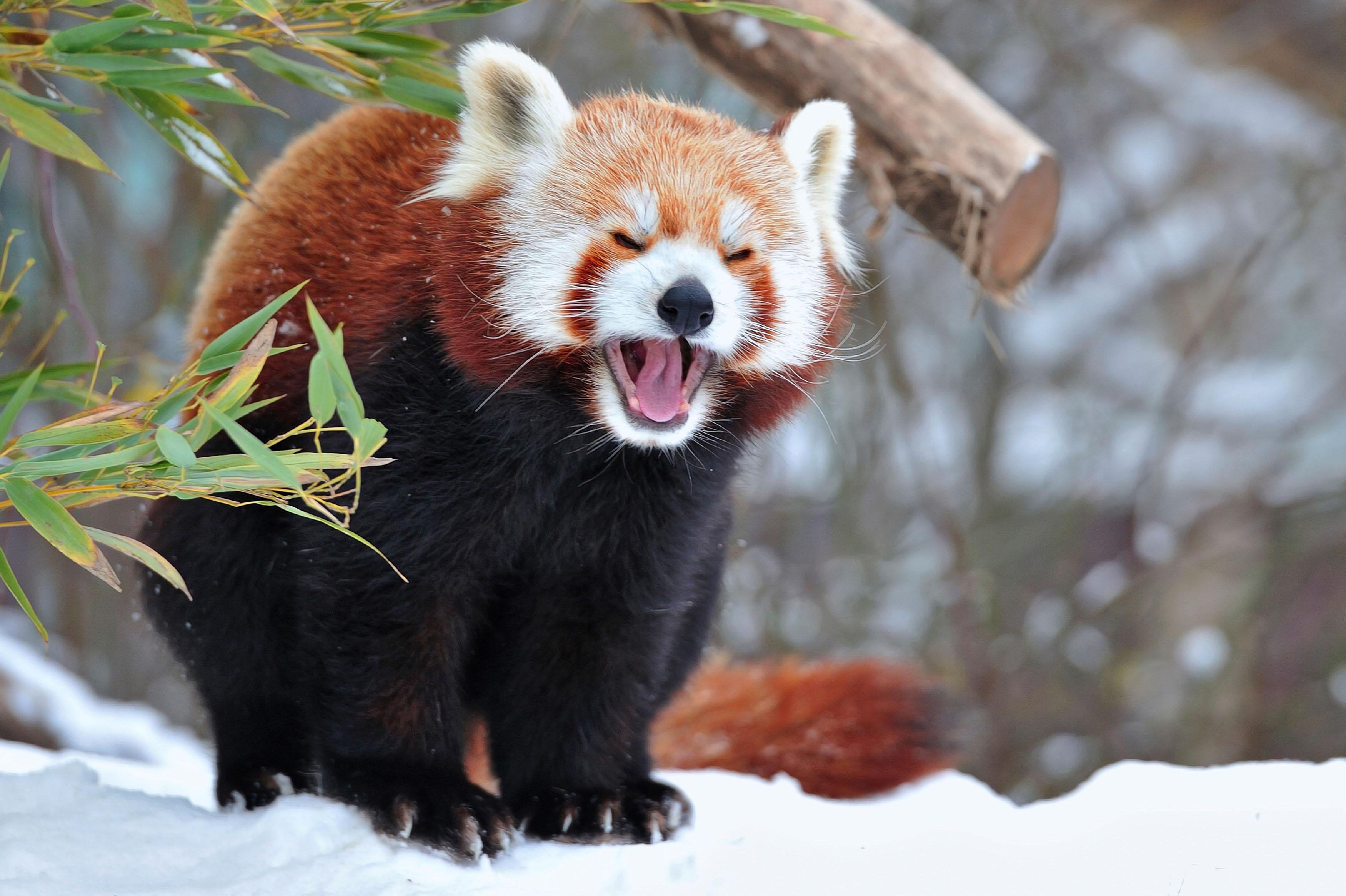 Милые животные виды. Красная енотовидная Панда. Гималайская красная Панда. Красная Панда малая Панда. Сумчатая Панда.