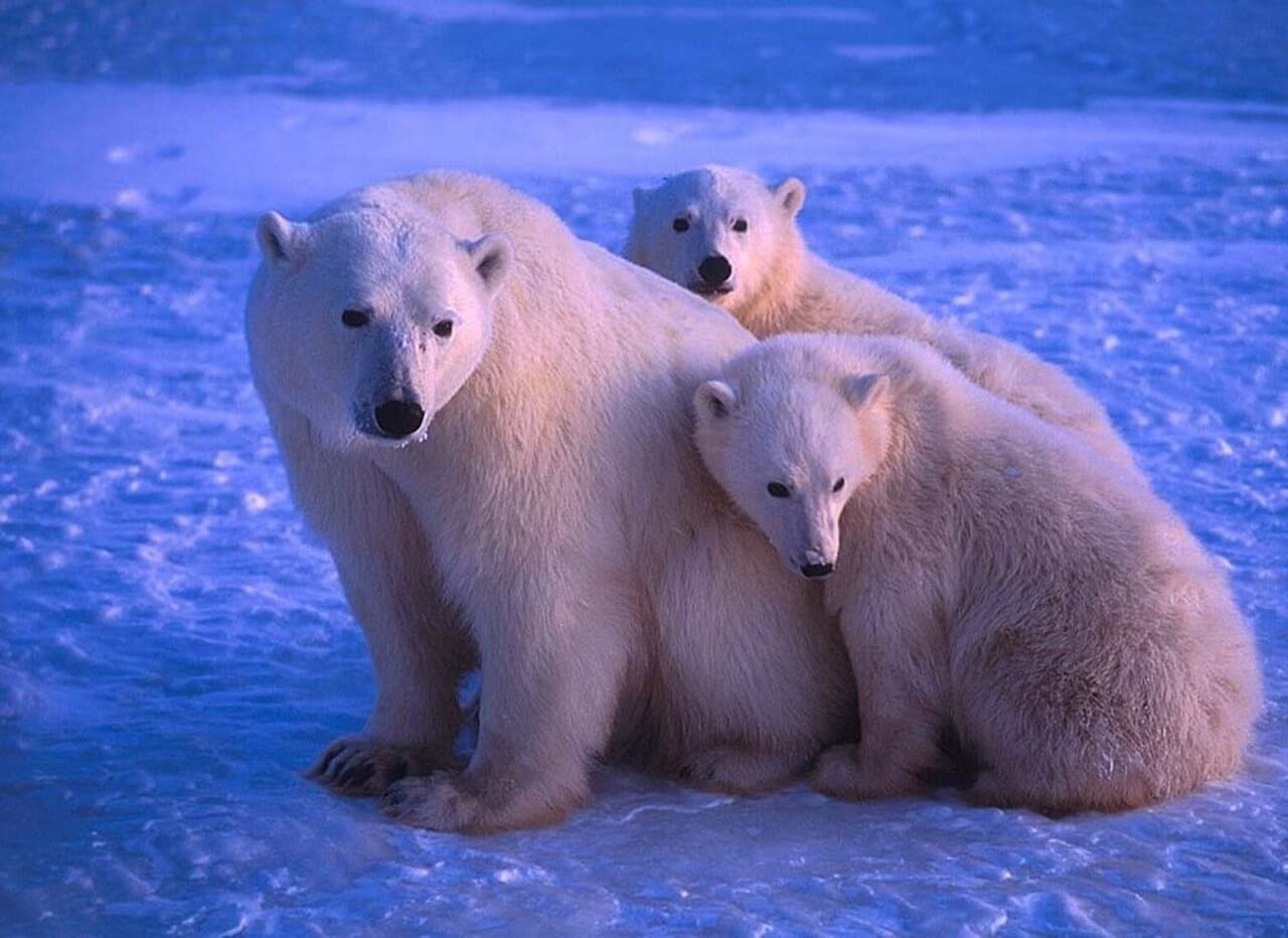 Медведи живут на севере. Белый медведь (Лаптевская популяция). Белый медведь (Карско-Баренцевоморская популяция). Животные севера. Семья белых медведей.