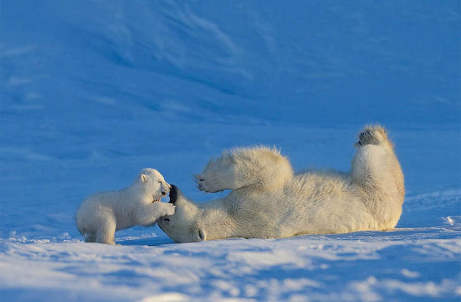 Арктика жизнь белого медведя. Белый медведь (Карско-Баренцевоморская популяция). Остров Врангеля белые медведи. Белые медведи в Арктике. Северный Ледовитый океан белый медведь.