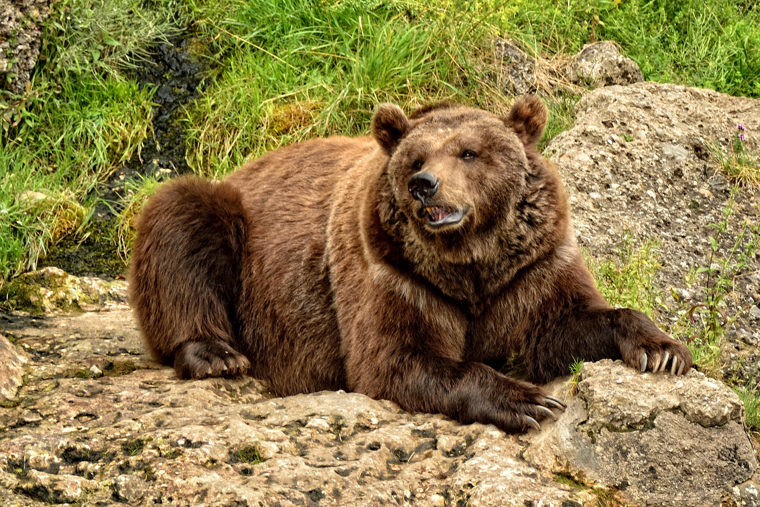 Медведь. Европейский бурый медведь. Кавказский бурый медведь. Апеннинский бурый медведь. Дальневосточный бурый медведь.