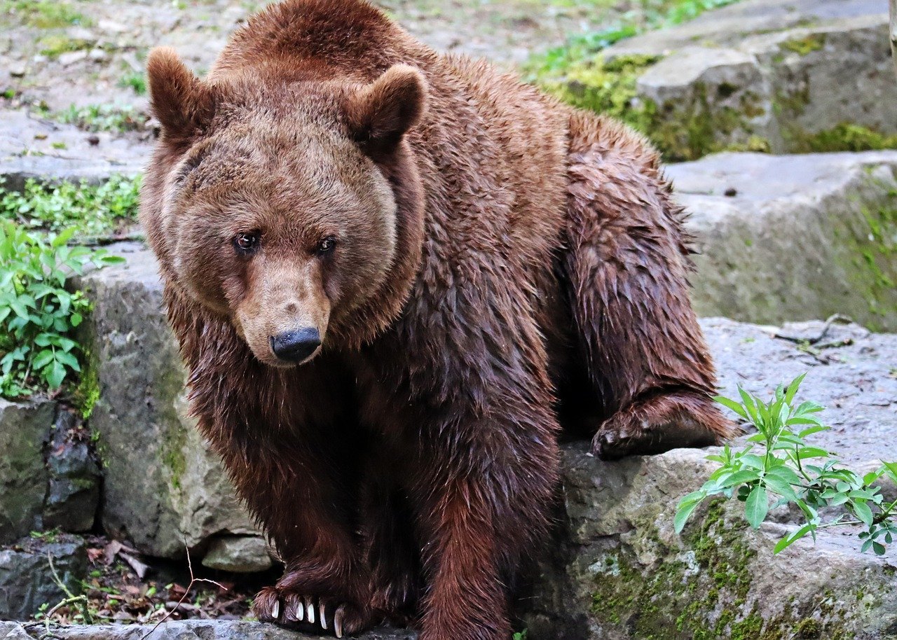 К чему снится медведь бурый большой женщине. Кавказский бурый медведь. Медведь коричневый. Бурый медведь коричневый. Медвежонок коричневый животное.
