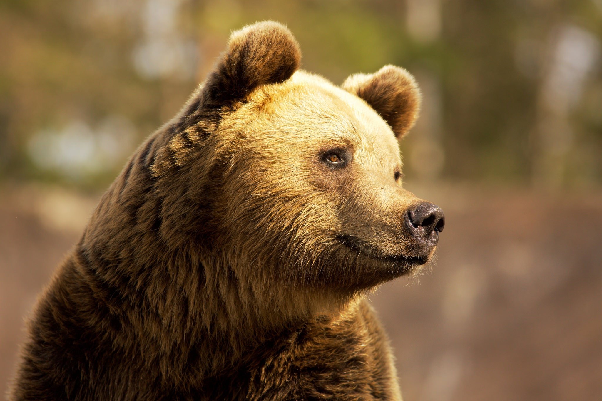 Покажи мишку. Добрый медведь. Медведь улыбается. Уши медведя. Нос медведя.
