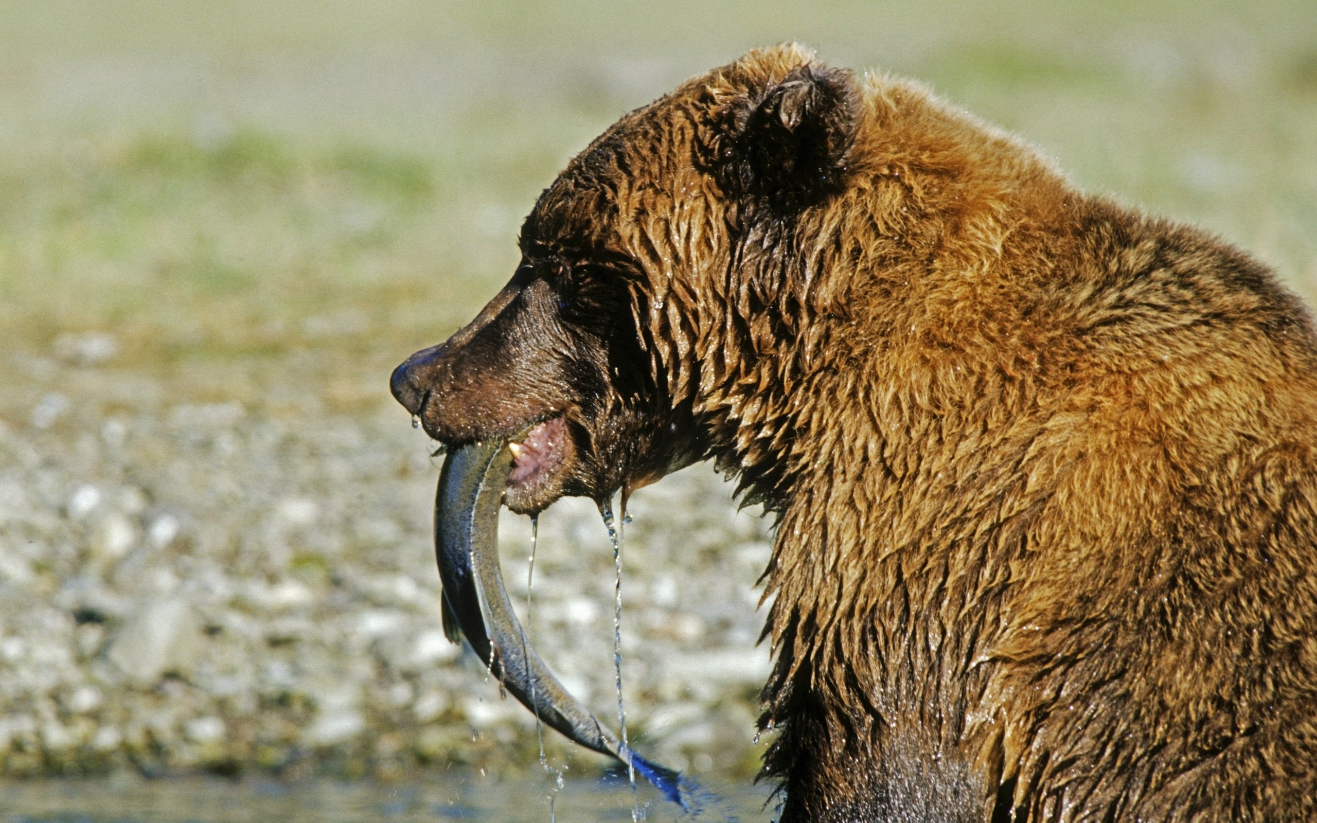 Зверь поедающий своих собратьев. Медведь Гризли. Питание бурого медведя. Медведь в дикой природе. Саблезубый медведь.