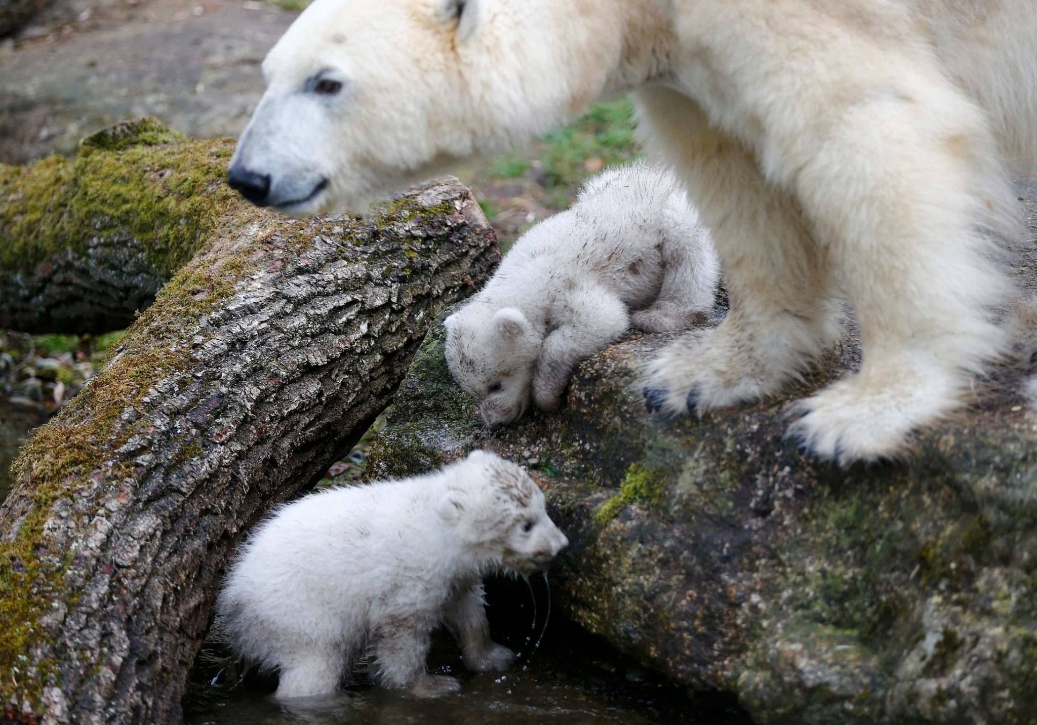 Спаривание белое. Медведи спариваются. Размножение медведей. Спаривание белых медведей. Полярный медведь альбинос.