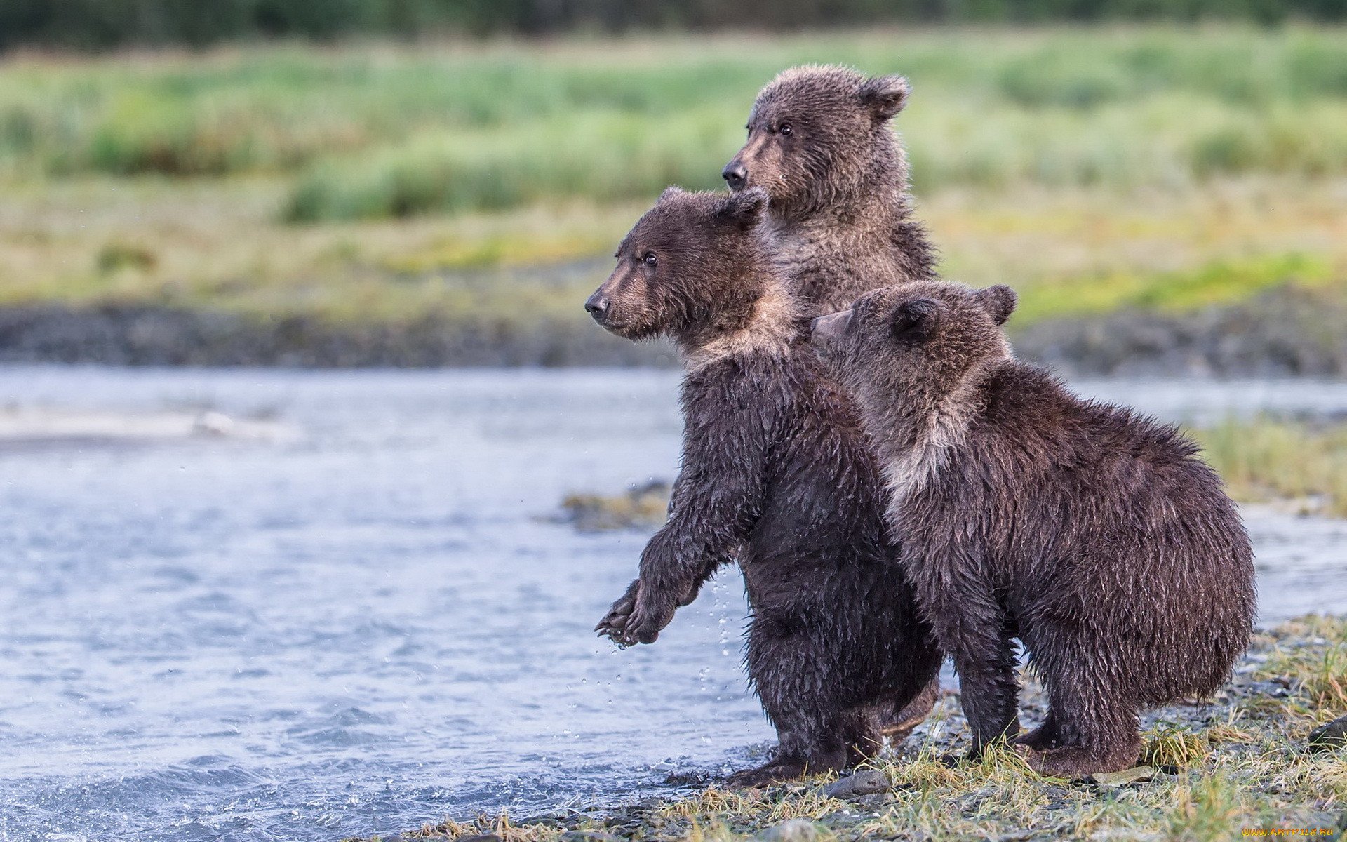 Слушать без остановки медведицы. Национальный парк Катмай. Аляска медведи. Медведица с медвежатами. Медведь с медвежонком.