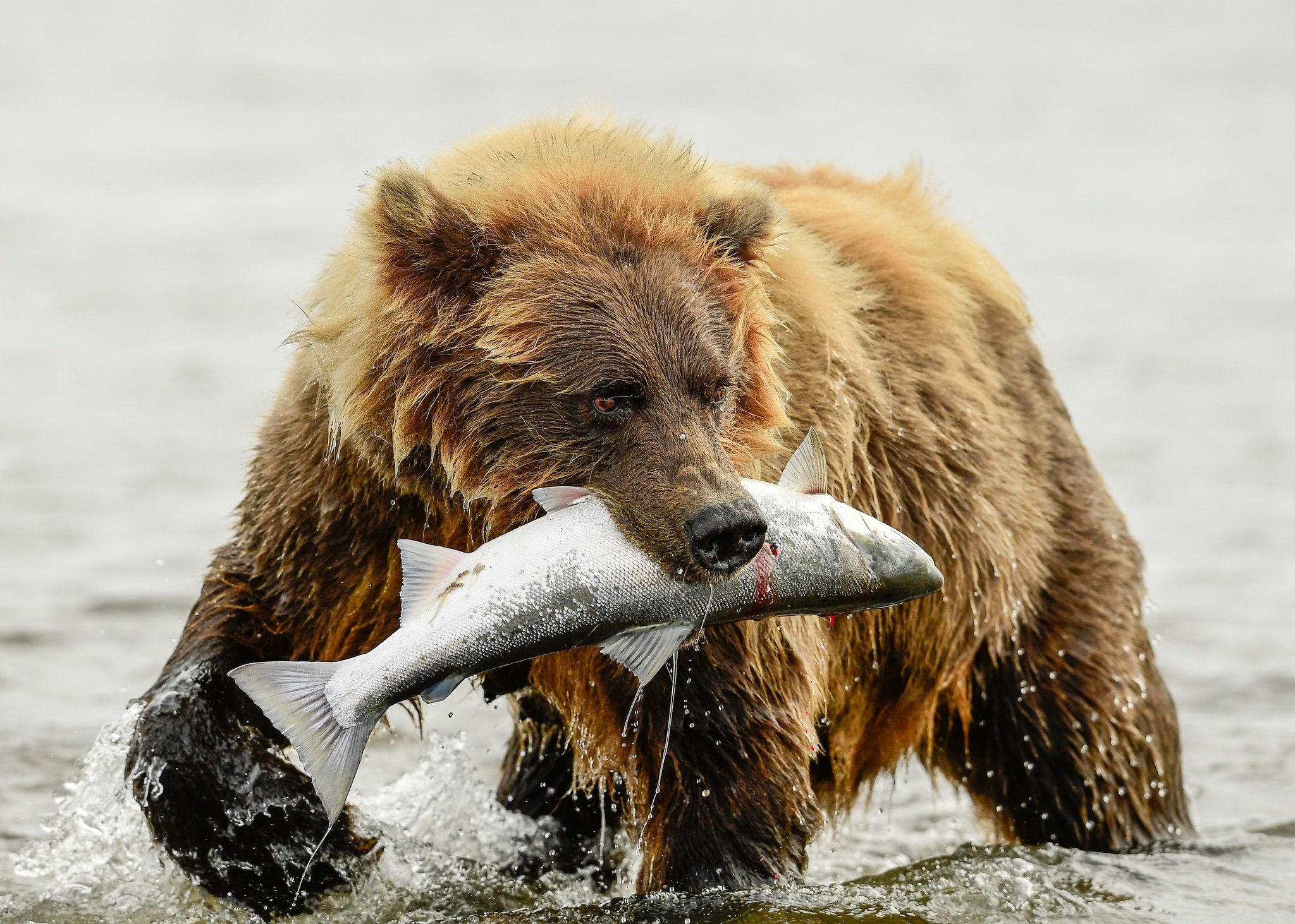 Не связанные с добычей. Медведь Гризли нападение. Медведь Гризли ловит лосось. Медведь с рыбой. Медведь с рыбой в зубах.