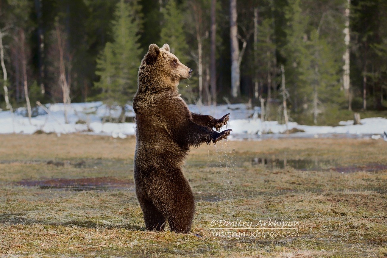 Песня танцующие медведи. Медведь на задних лапах. Медведь танцует. Медвежонок танцует.