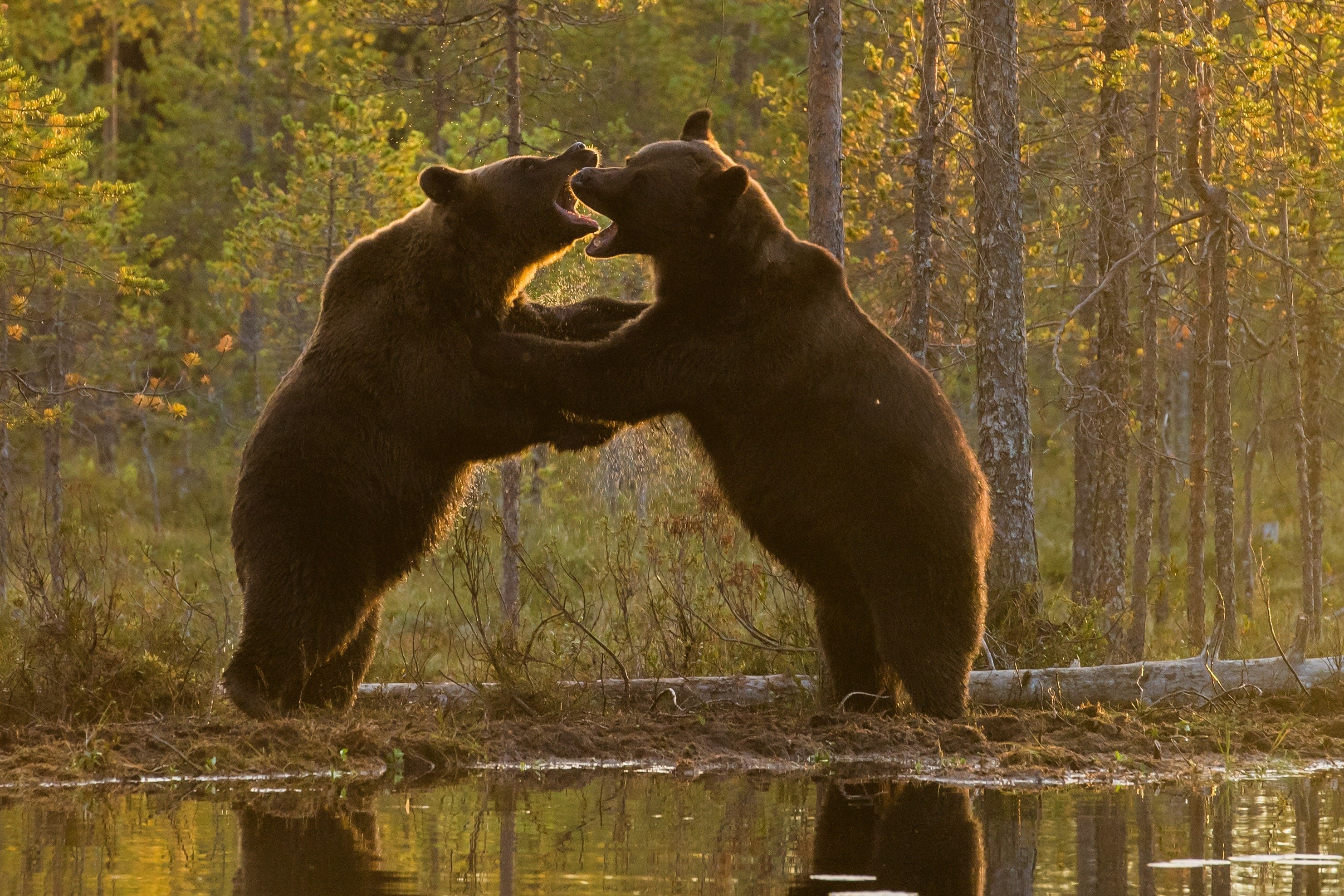 Bears 2 shop. Два медведя. Бурый медведь драка. Медведи дерутся.