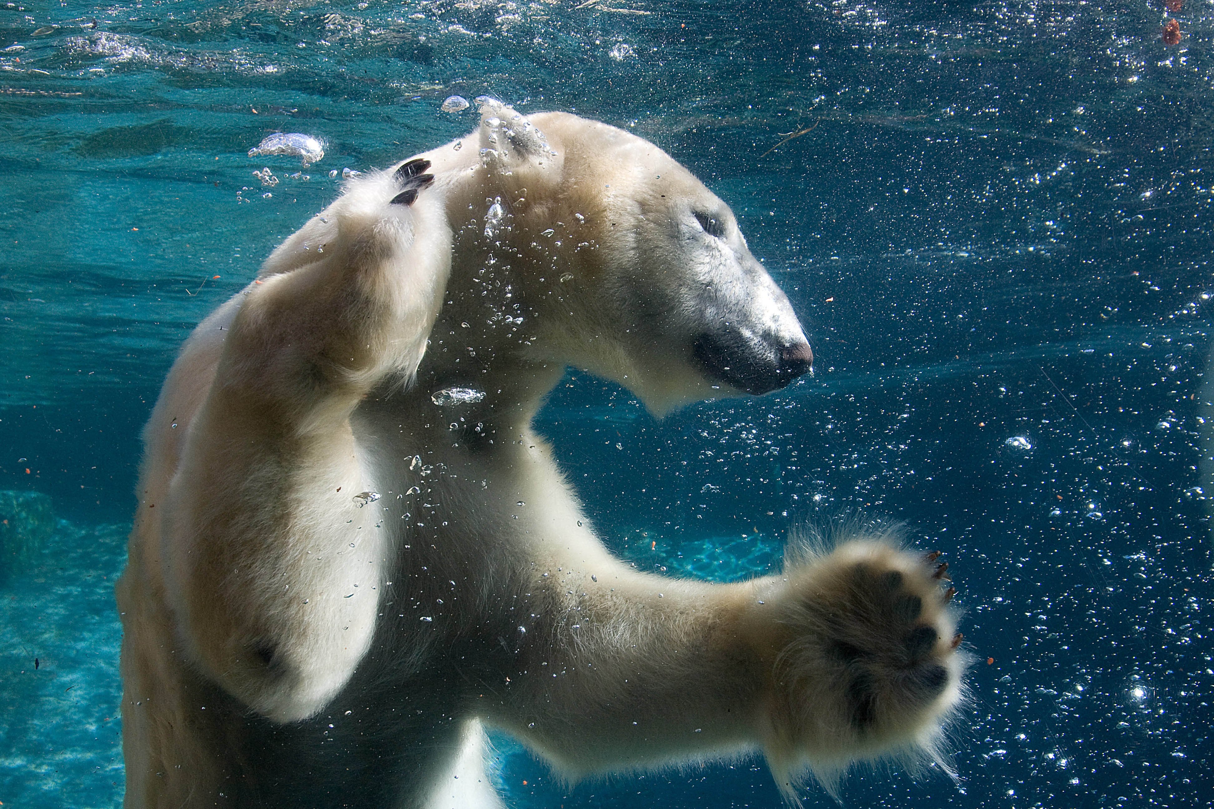Медведь плавает скорость. Белый медведь. Морской медведь. Белый медведь плавает. Белый медведь в воде.