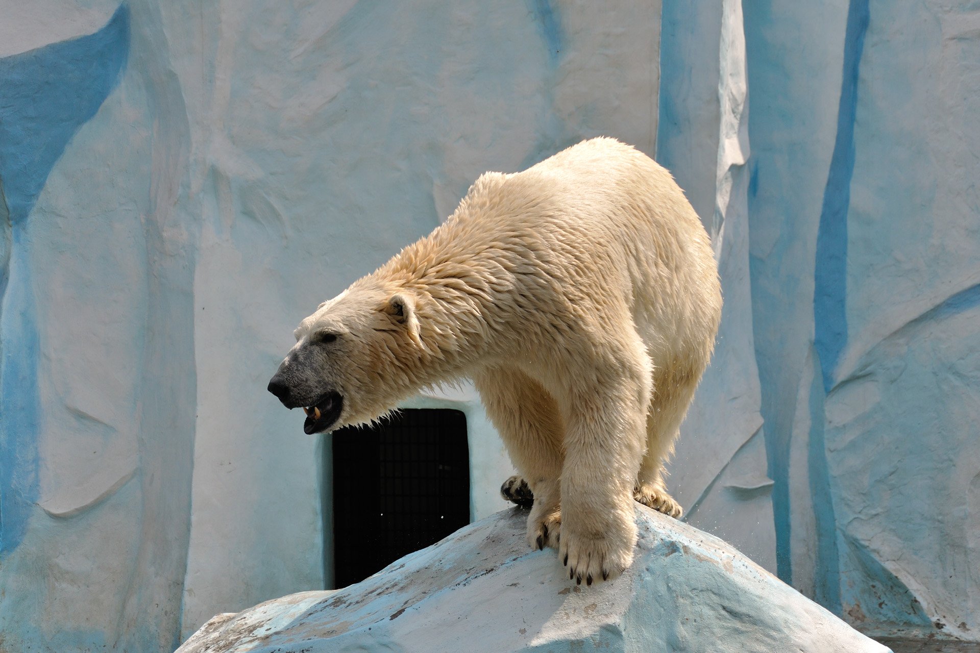 Зоопарк новосибирск белые медведи. Белый медведь в Московском зоопарке. Новосибирский зоопарк медведи. Белые медведи в Новосибирском зоопарке.