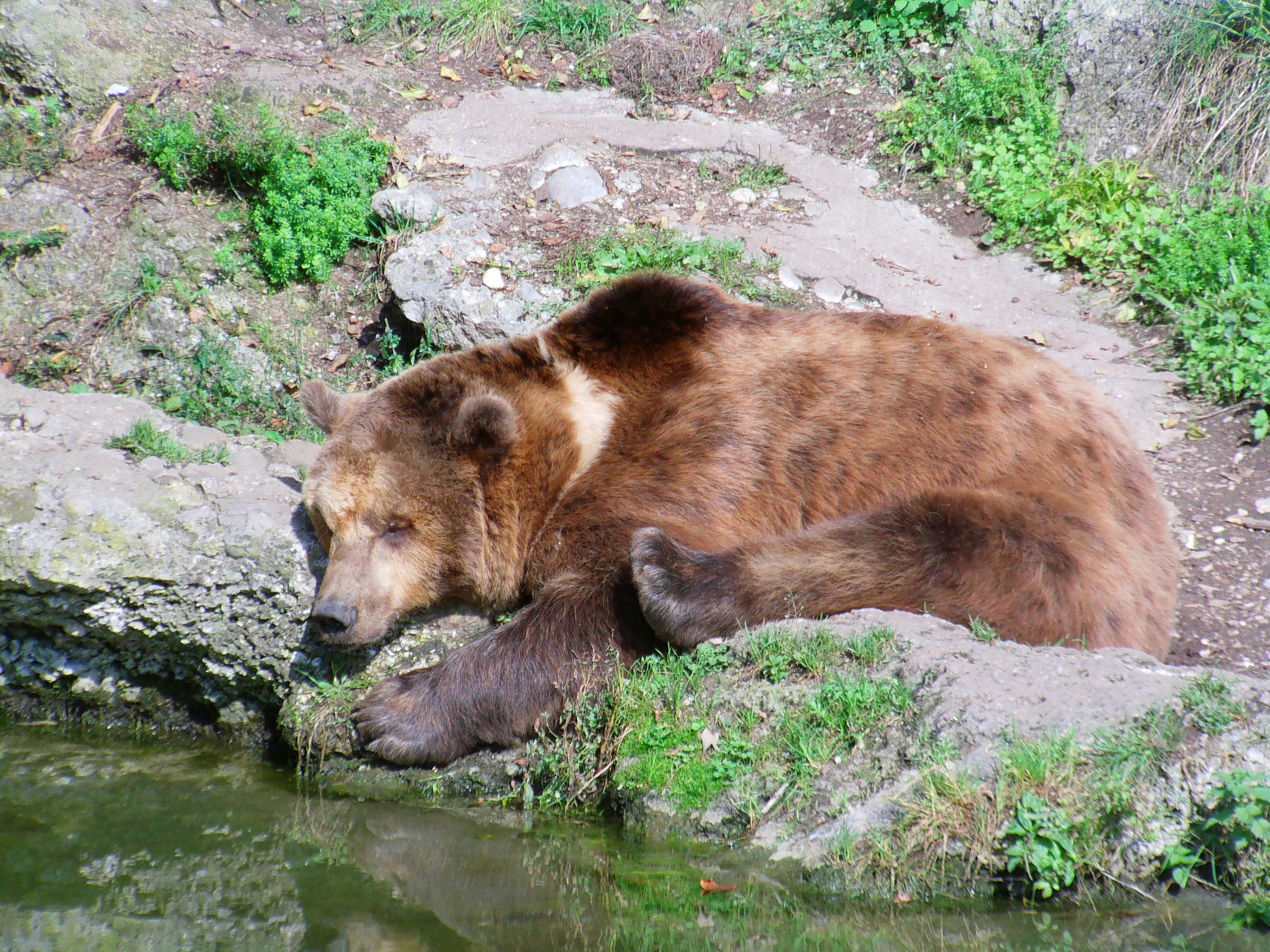 Бурый медведь животное распространенное на территории. Тибетский бурый медведь. Медведь пищухоед Пржевальского. Тибетский медведь Пржевальского. Медведь Гризли.