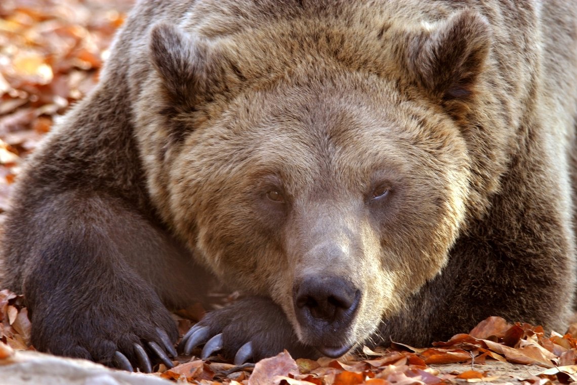 Питание медведя. Питание бурого медведя. Бурый медведь ест ягоды. Бурый медведь ест мед. Медведь и ягоды.