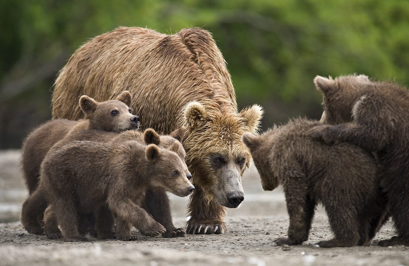 Семья диких животных. Медведь Пестун. Бурый медведь Пестун. Медведь с медвежонком. Стая медведей.